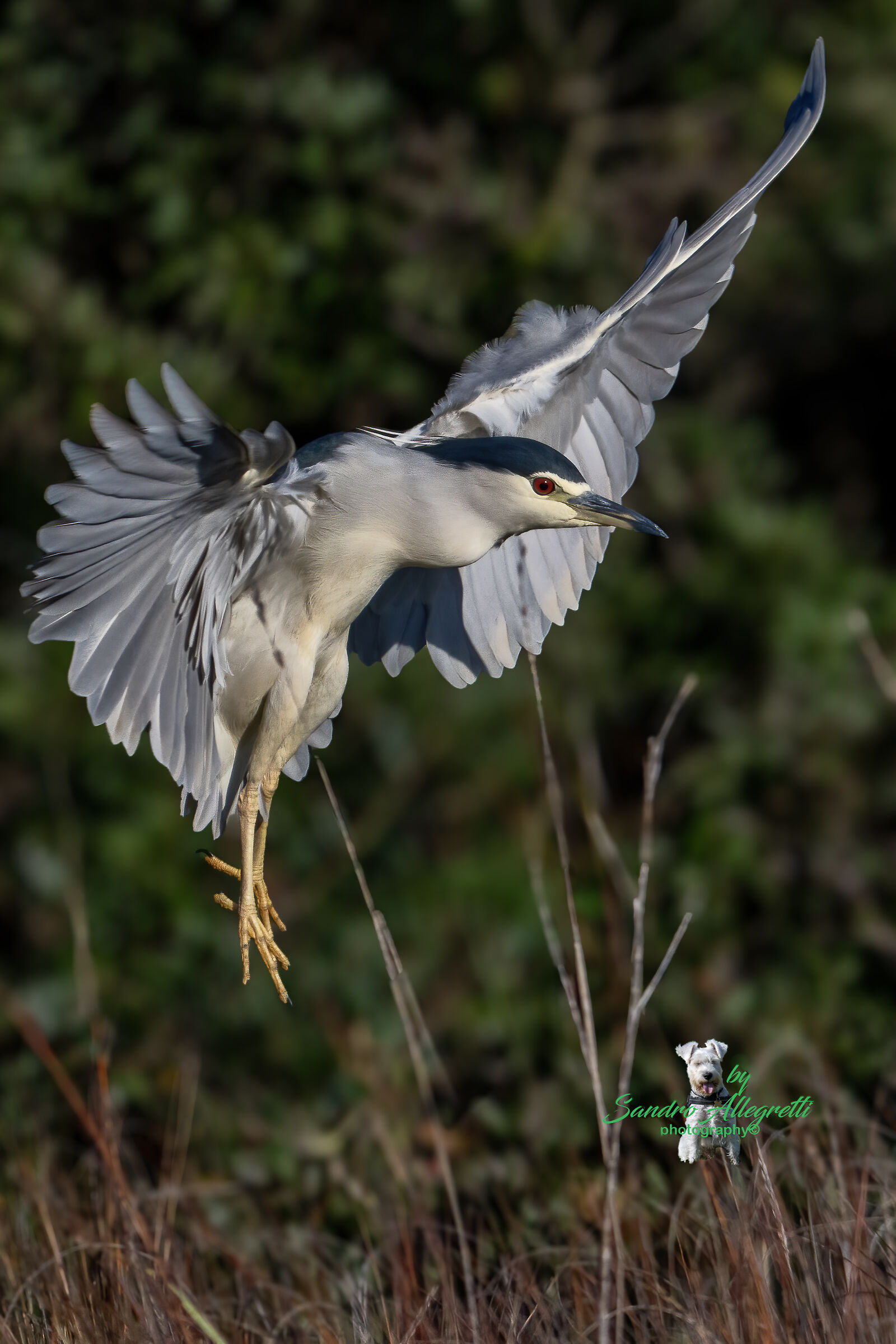 Night Heron (Nycticorax nycticorax)