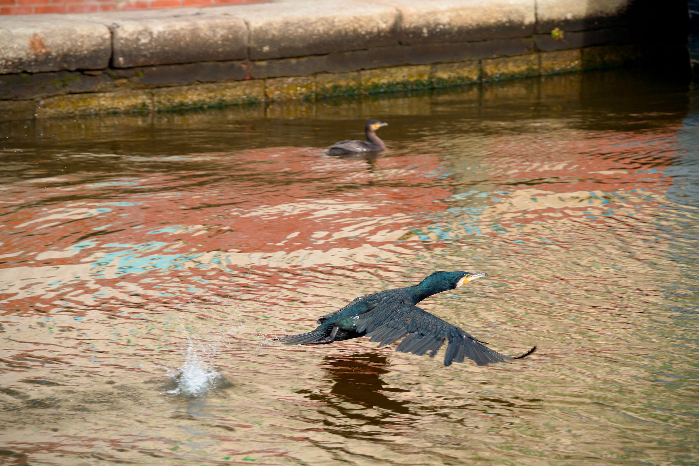 Un cormorano tra i riflessi del mare