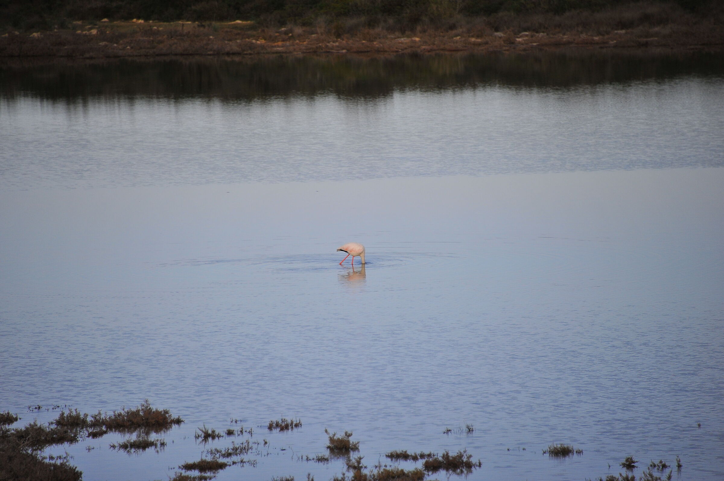 Non fare lo struzzo! - Riserva Naturale Salina Monaci