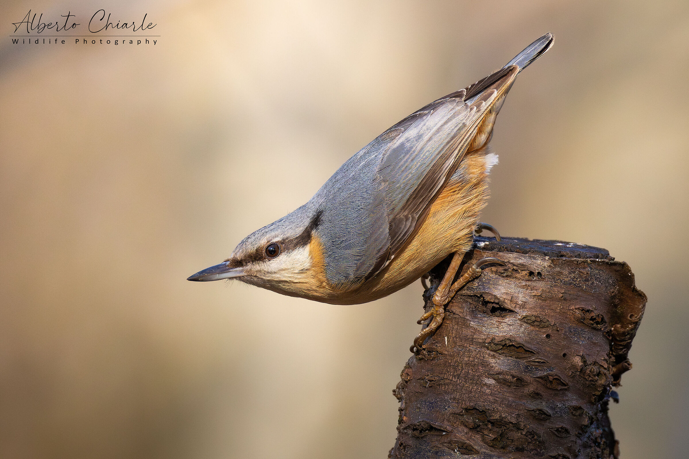 Nuthatch