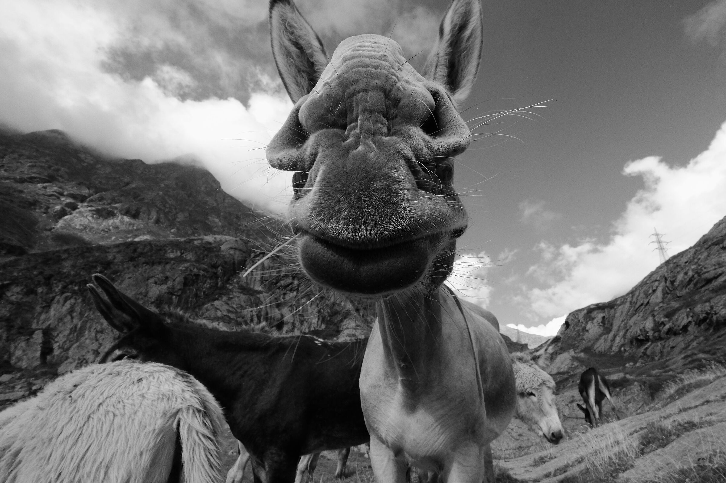 Donkeys at high altitude