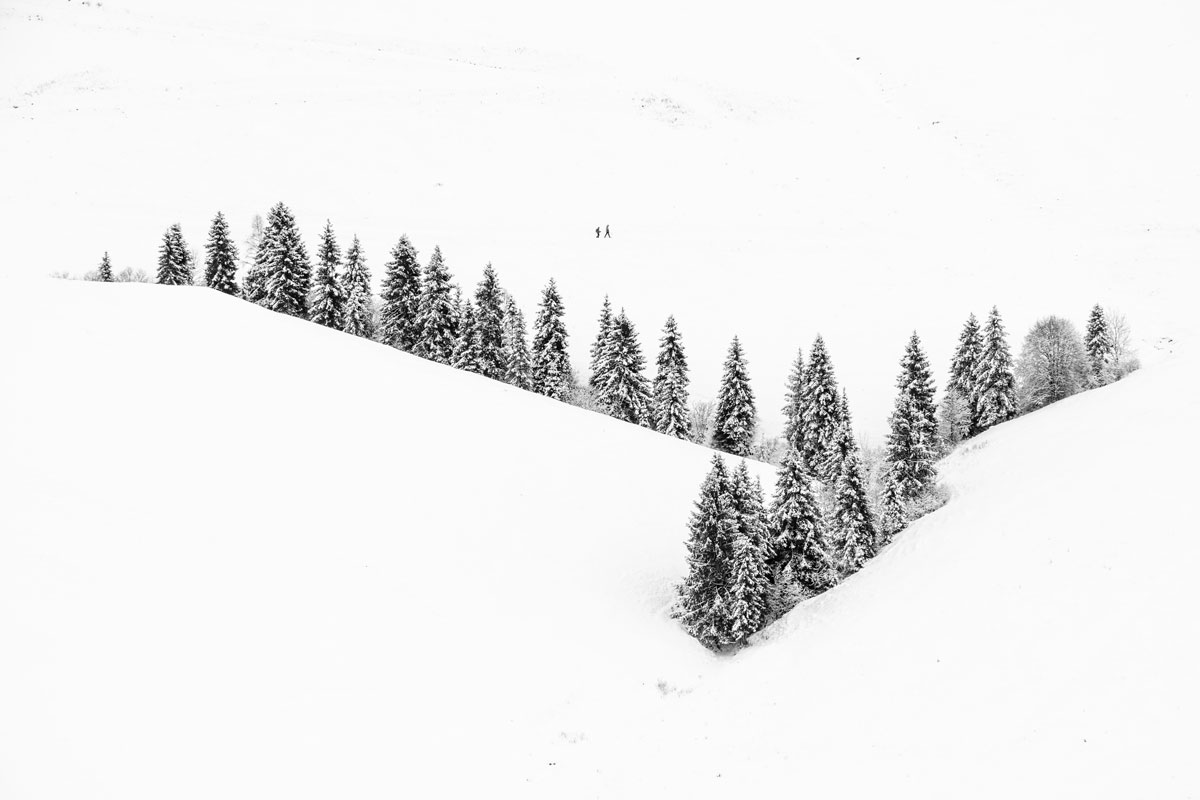 Snowy fir trees