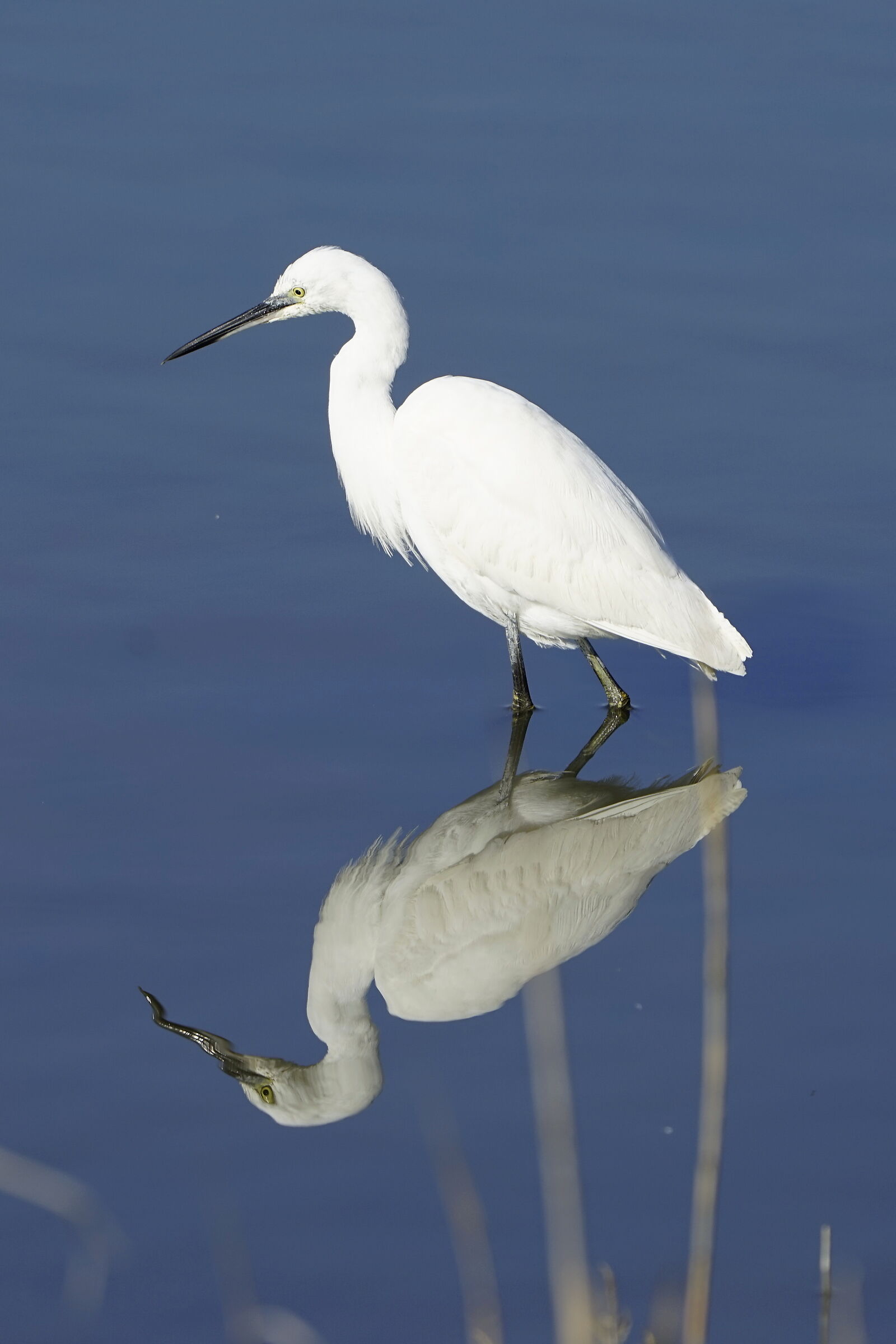 Egret in the mirror