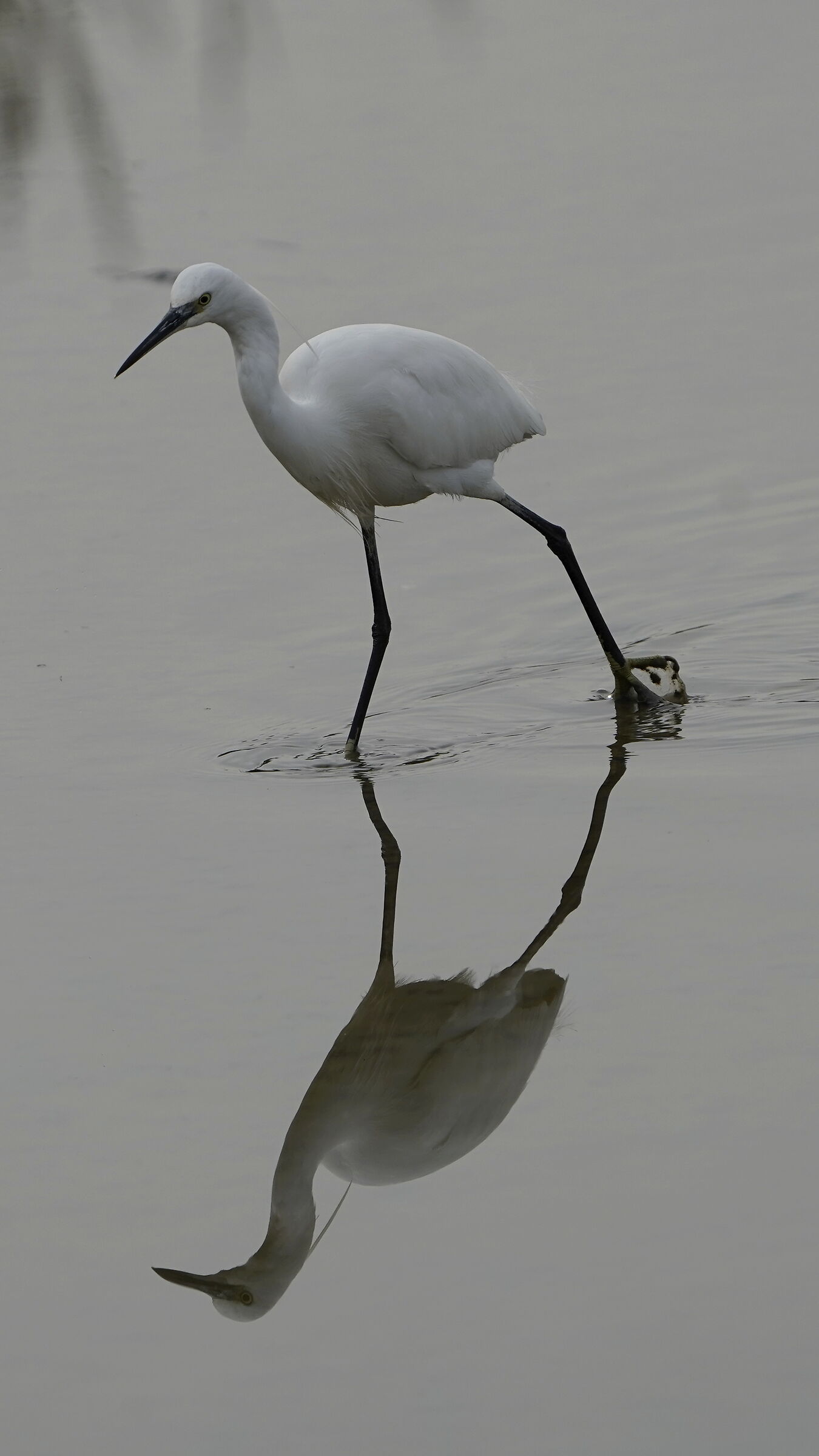 Egret in the mirror1