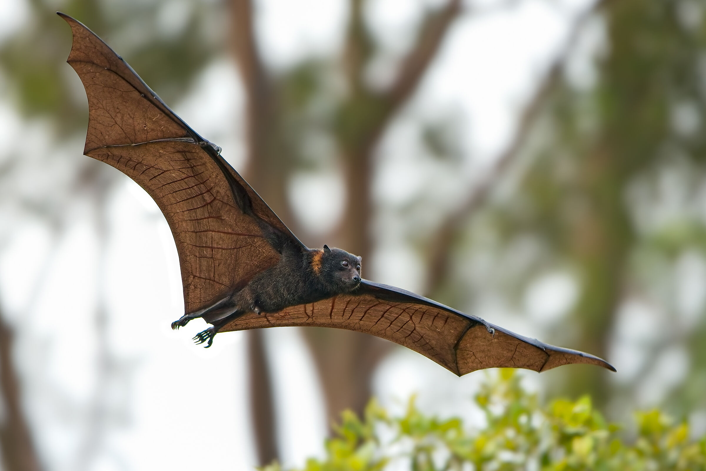 Volpe volante nera australiana - Pteropus alecto