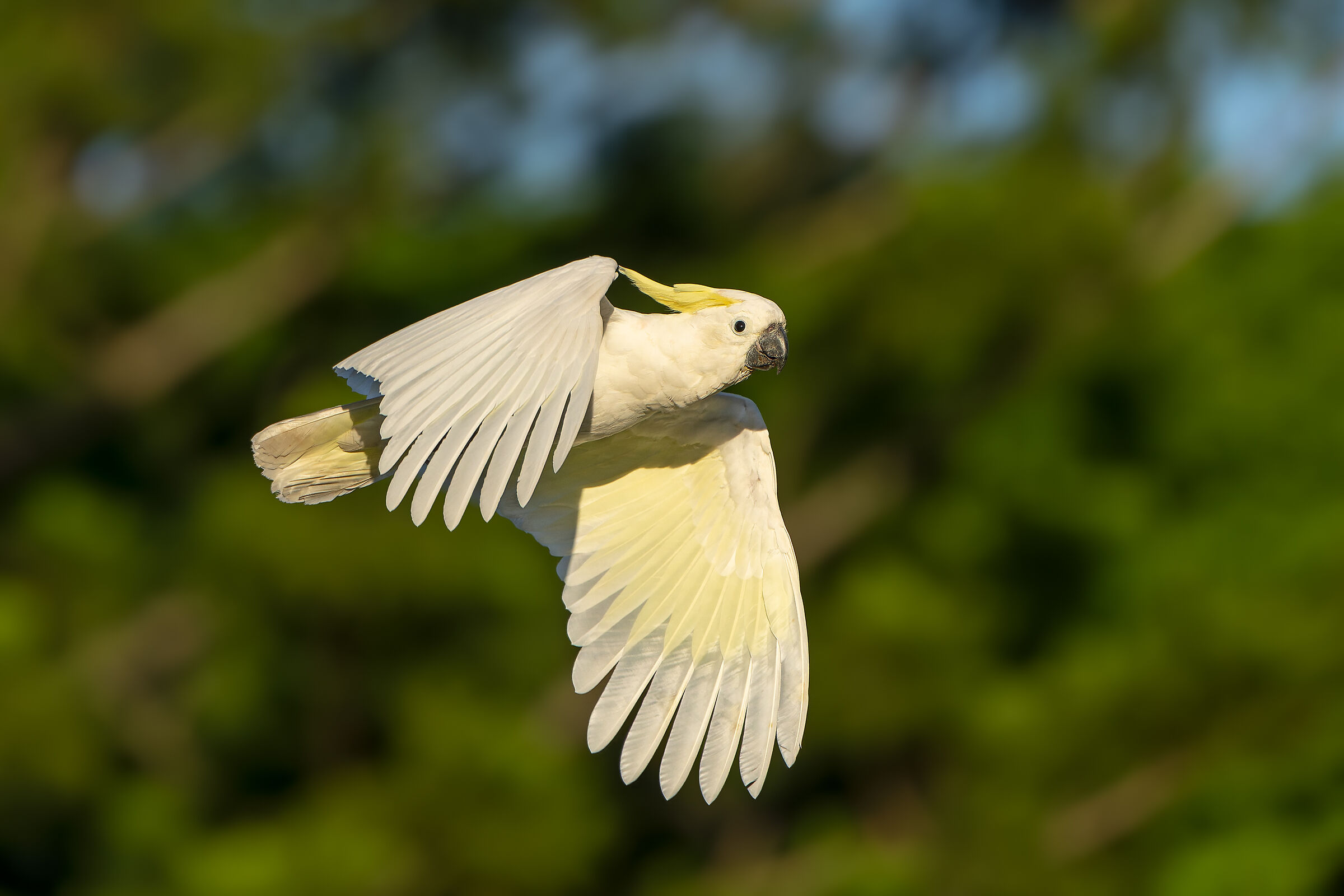 Cacatua cresta gialla
