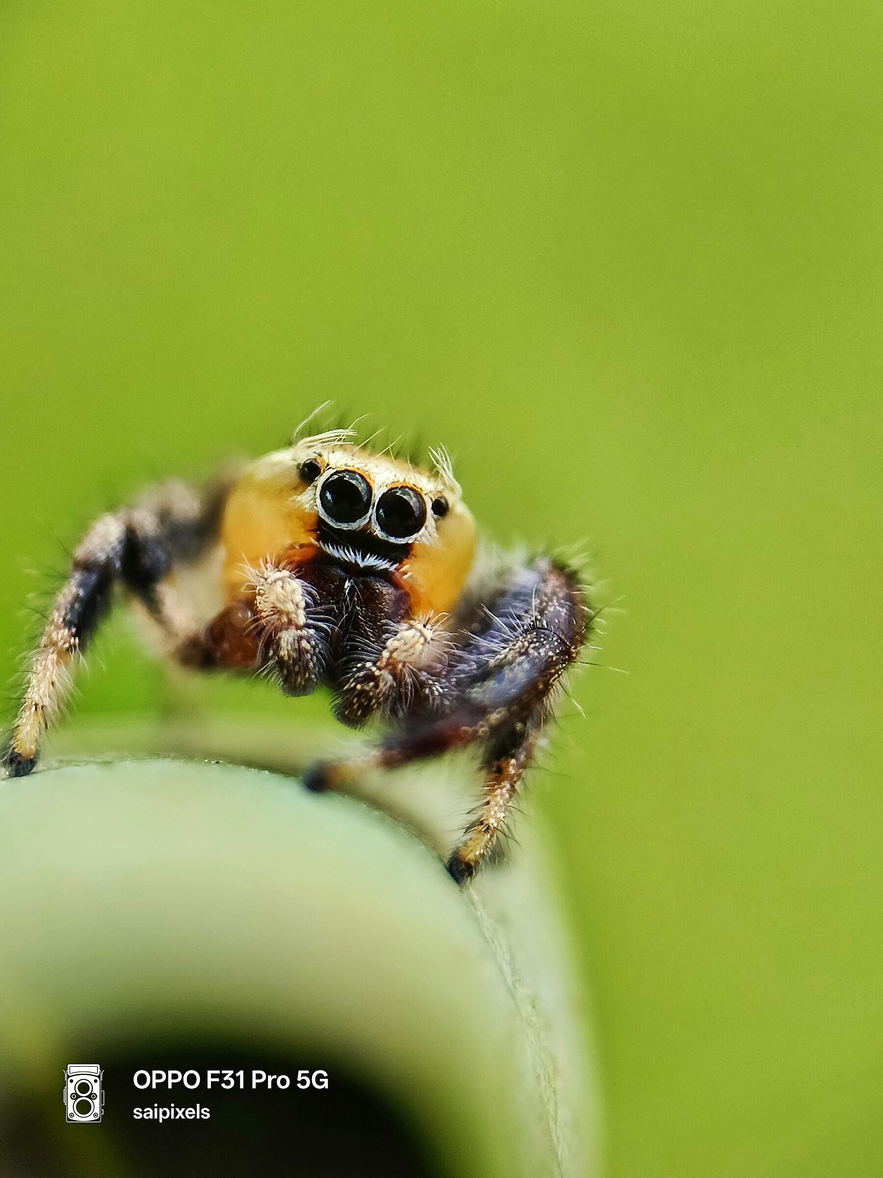 Ragno saltatore carino