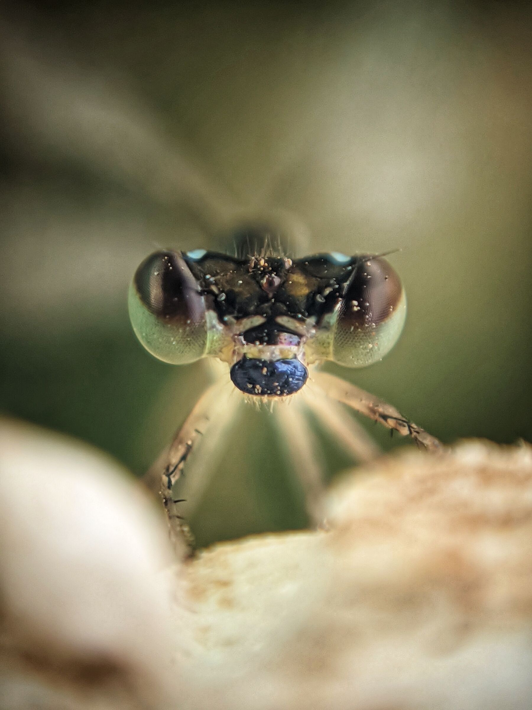 Piccola damigella carina