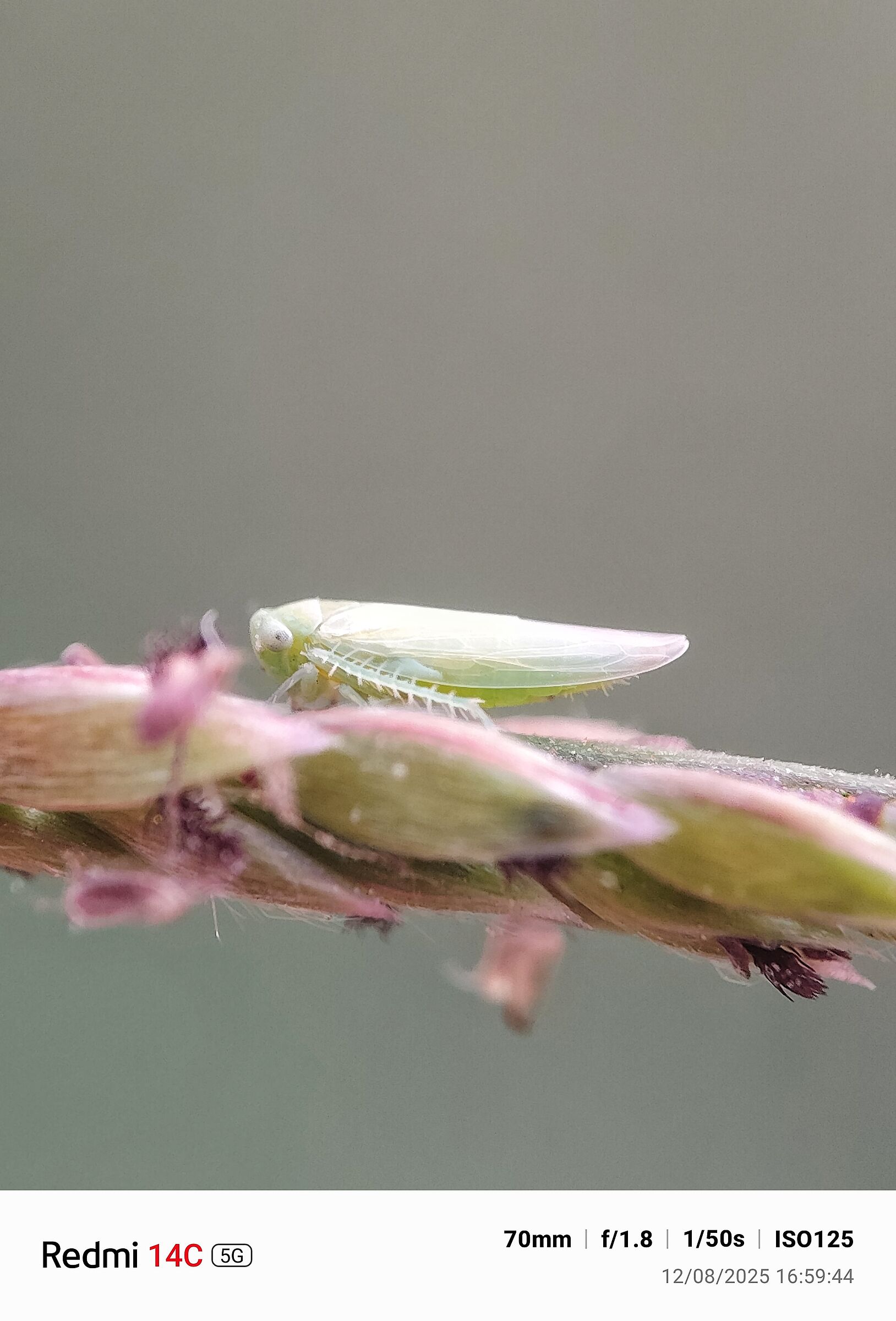 Piccolo insetto dell'erba