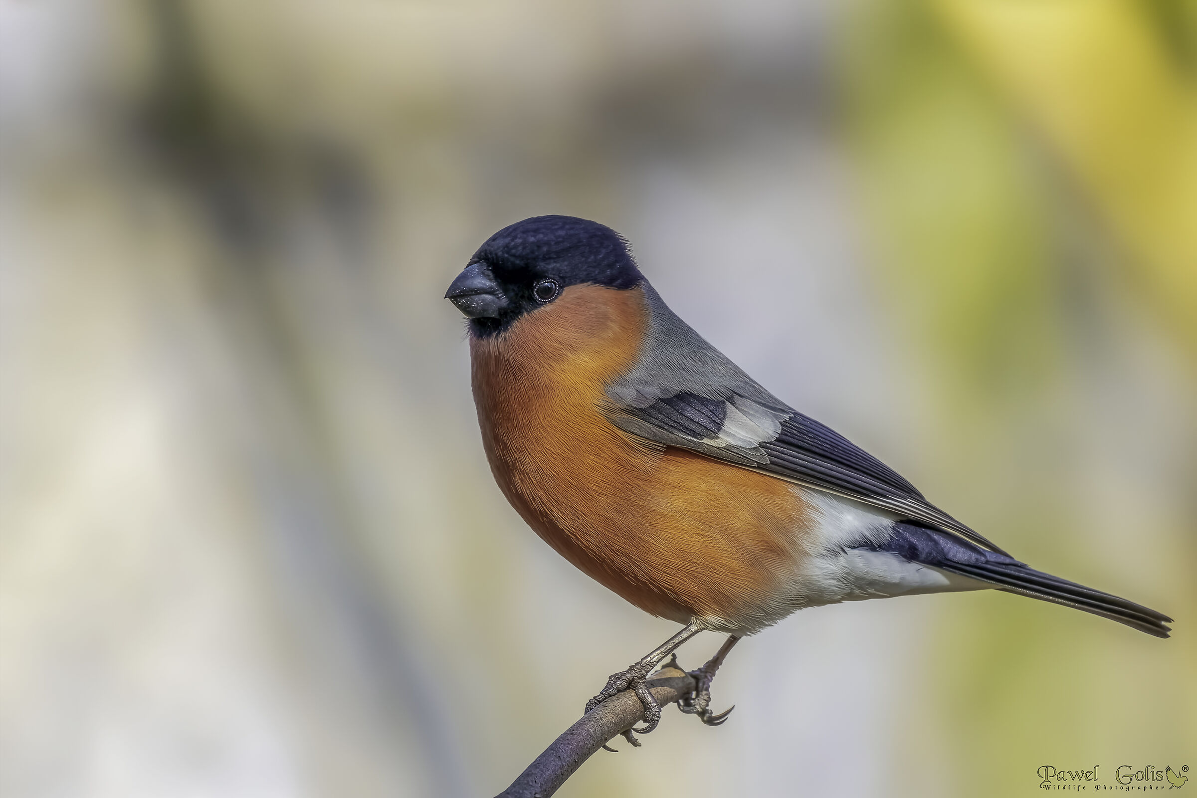 Cardino eurasiatico (Pyrrhula pyrrhula)