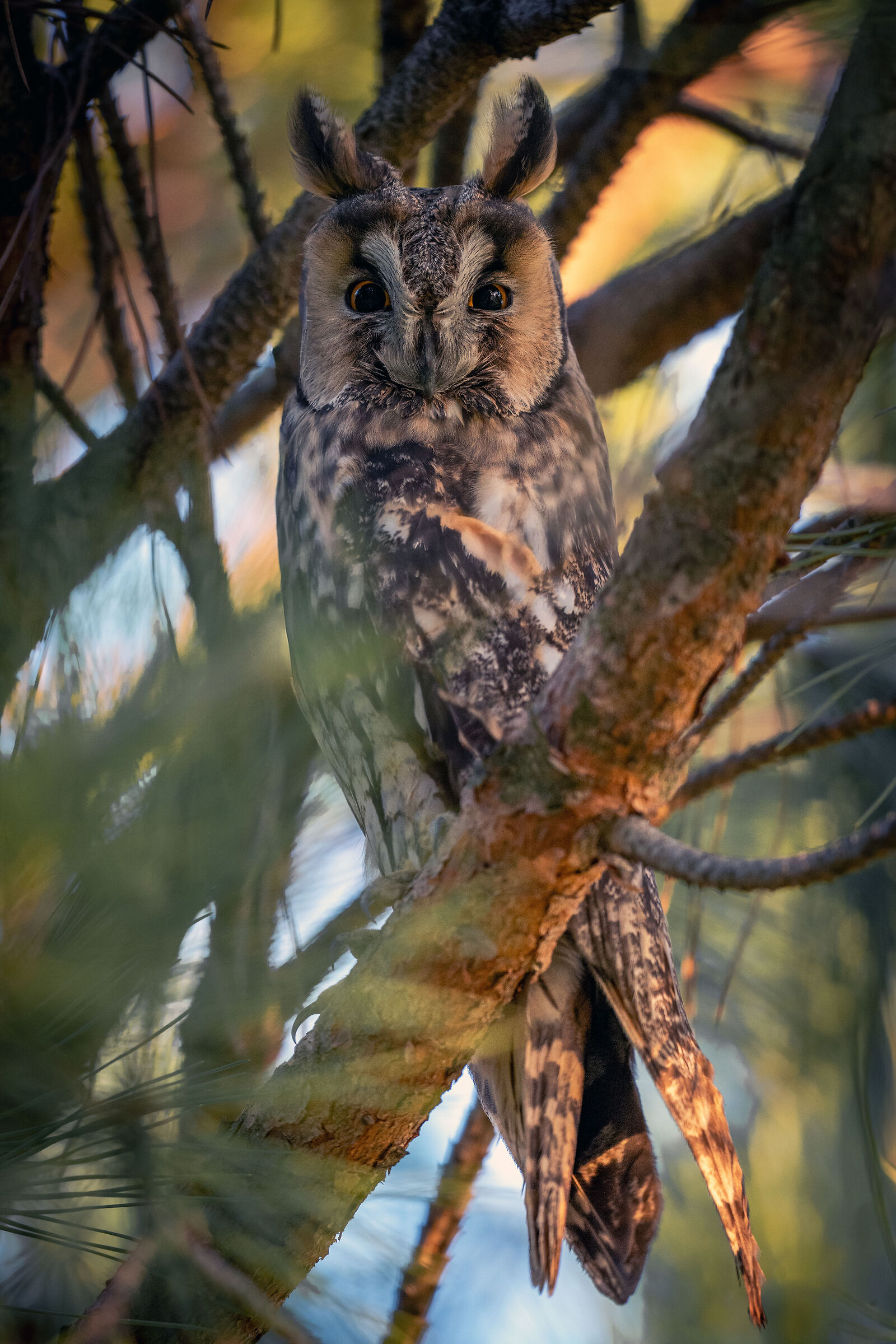 Short-eared owl