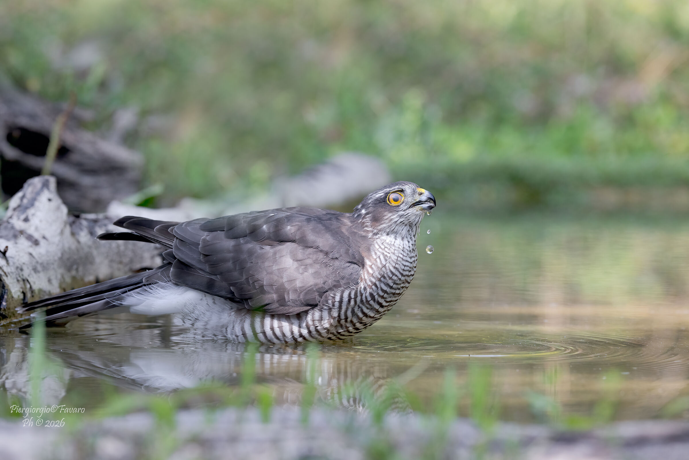 Female Sparrowhawk