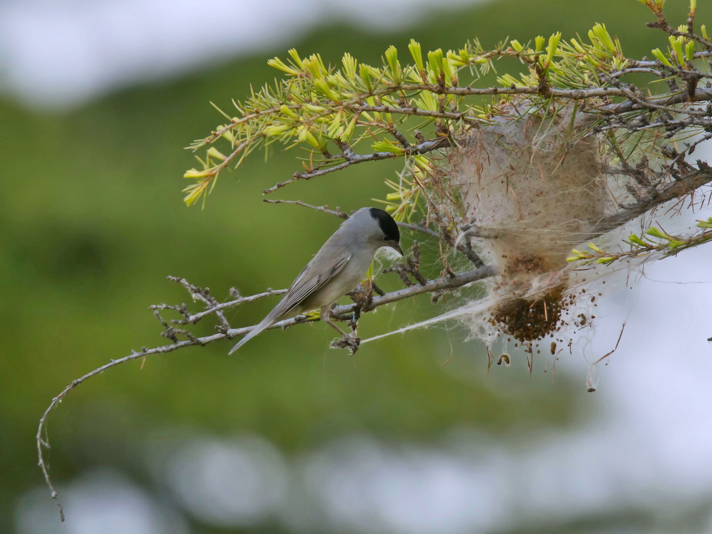 Blackcap interested in processionary moth nest