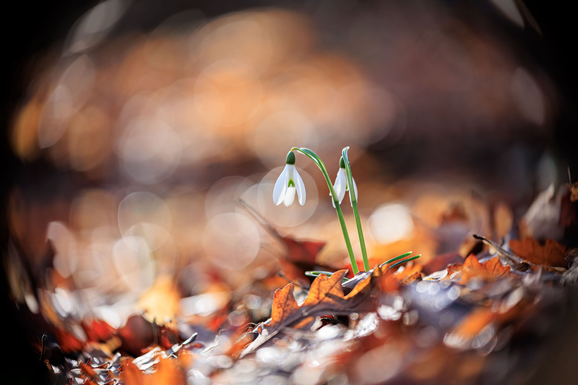 Snowdrops