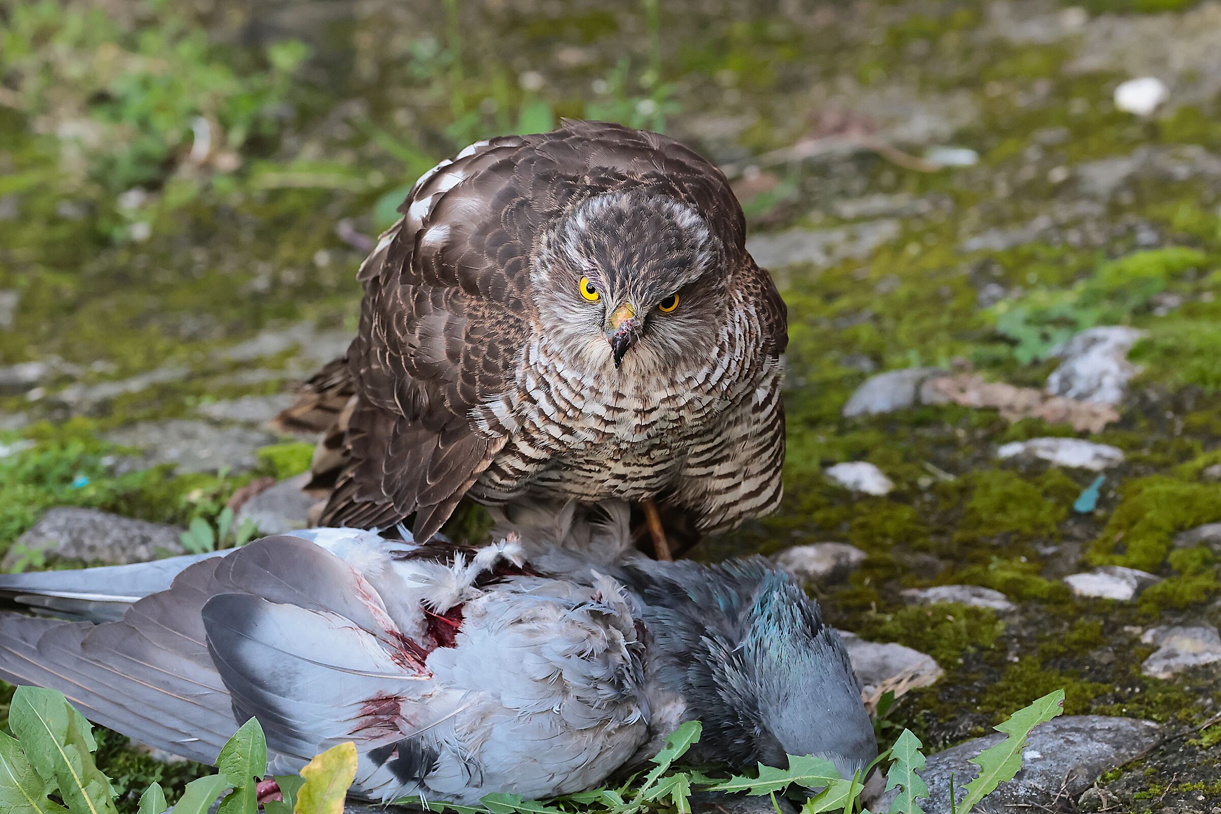 Sparrowhawk with prey