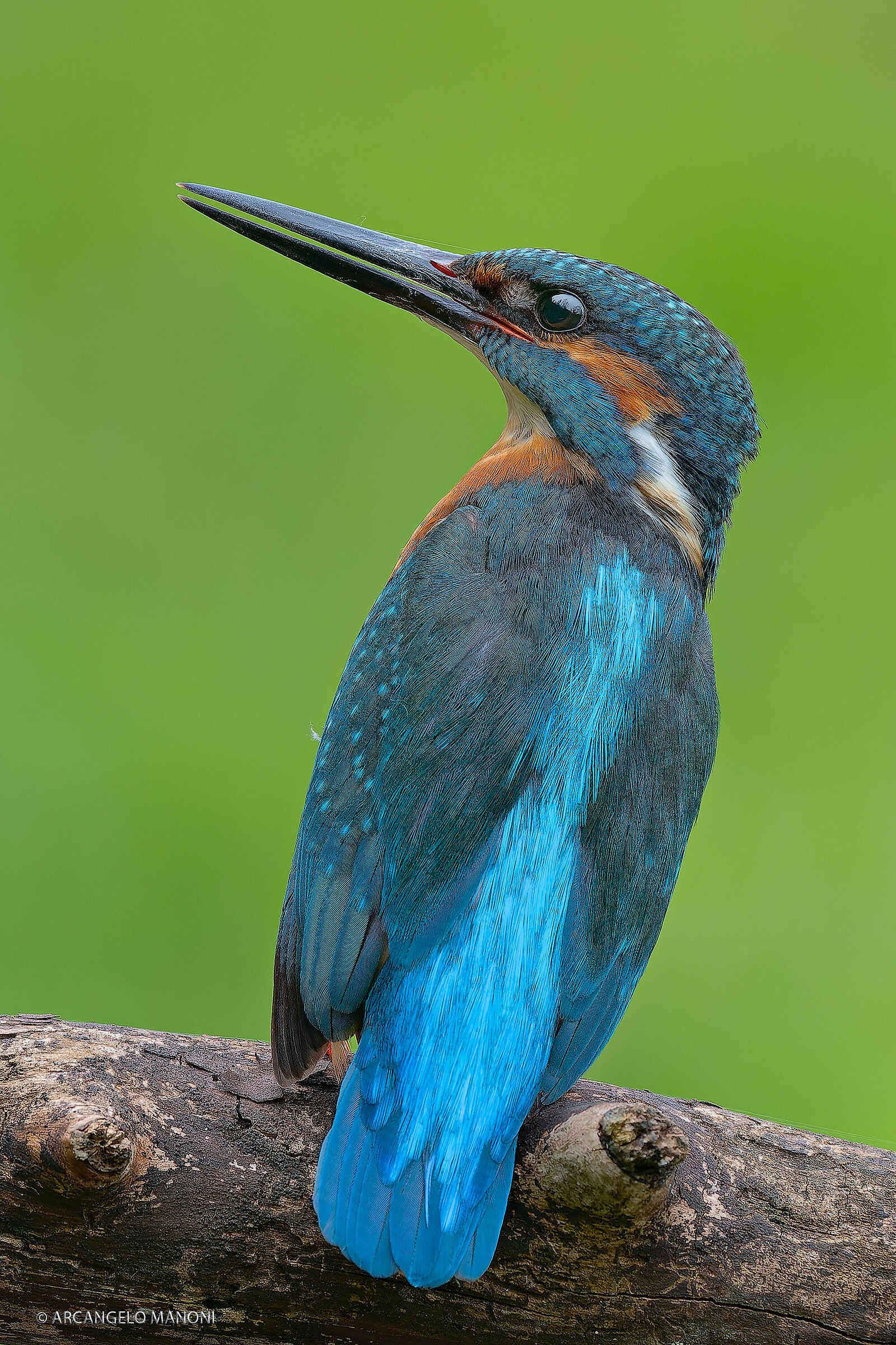 Un maschio di martino