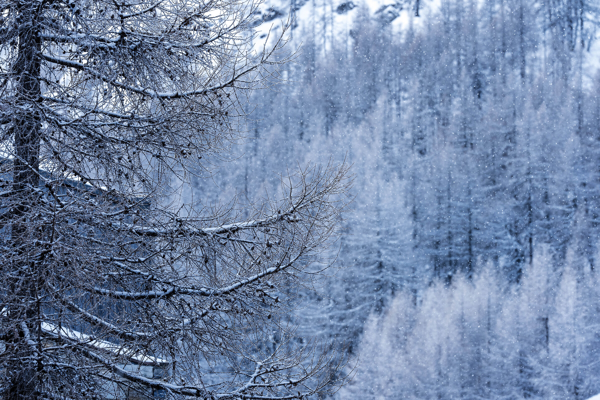 La neve del mattino