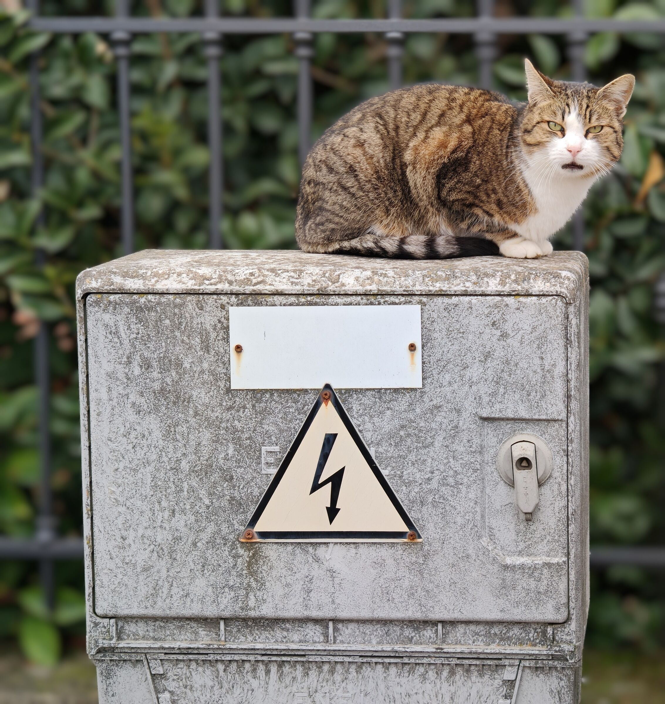 Look I'm talking to you!! It's that ca..