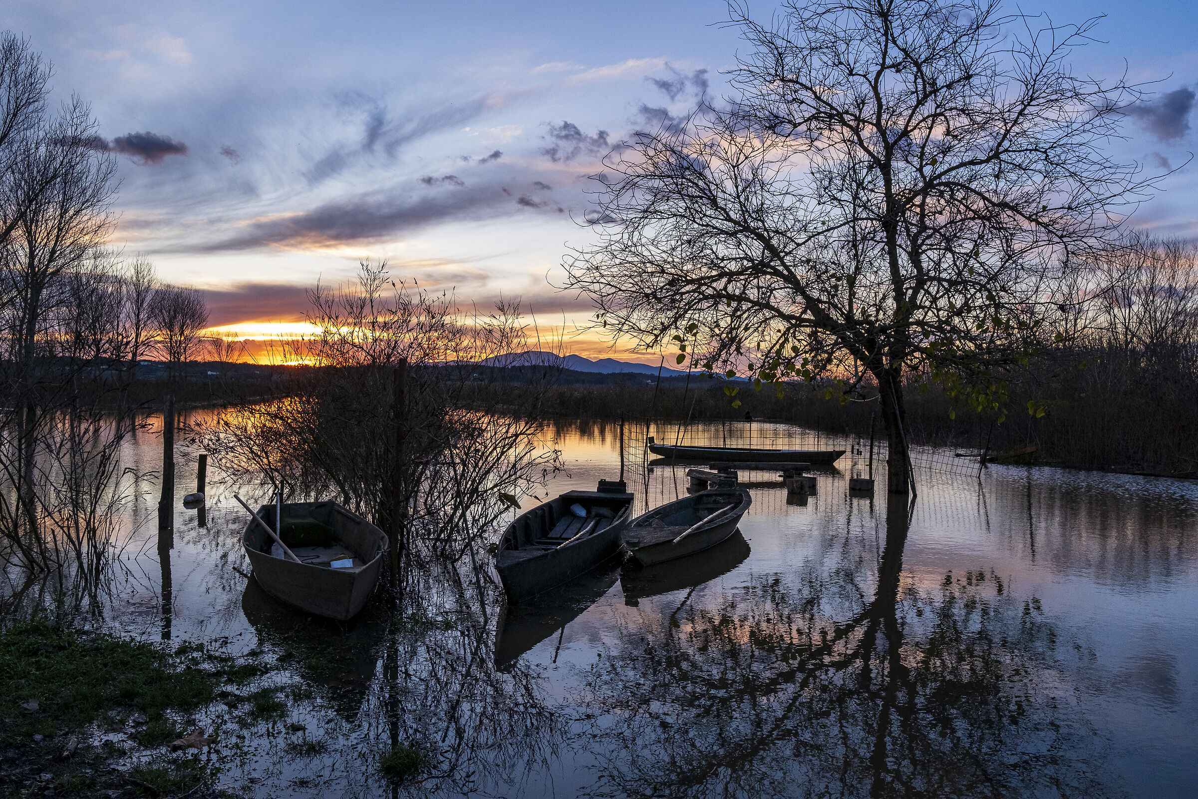 Fucecchio Marshes