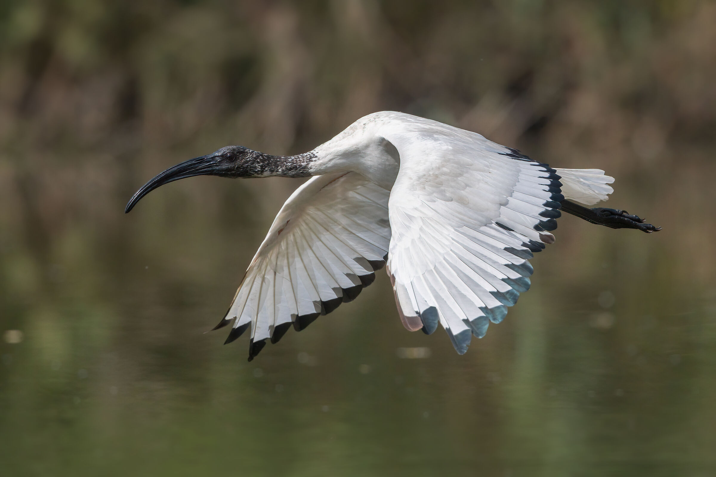 Ibis sacro