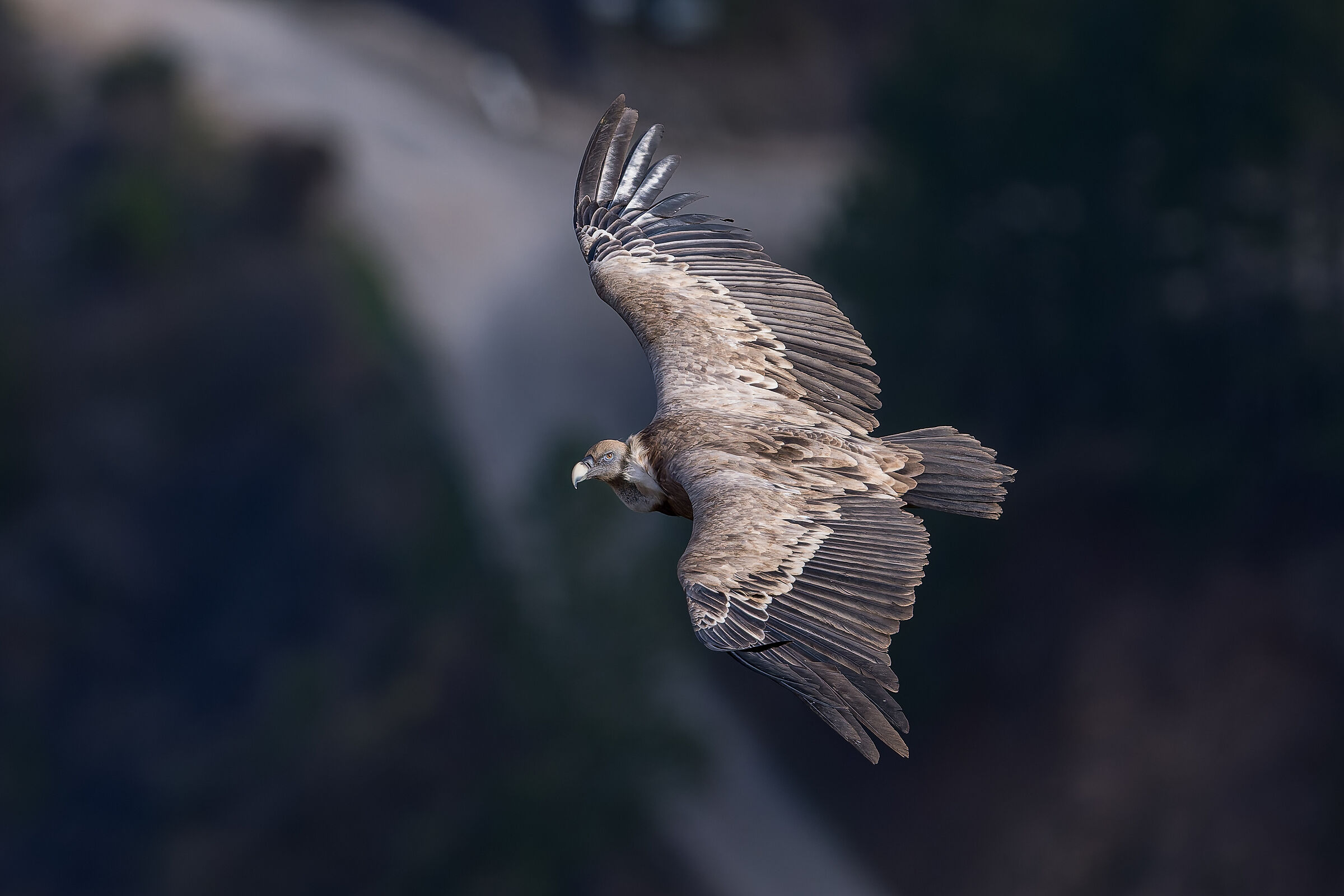 Griffin-Parc naturel régional des Baronnies Proven&cc...