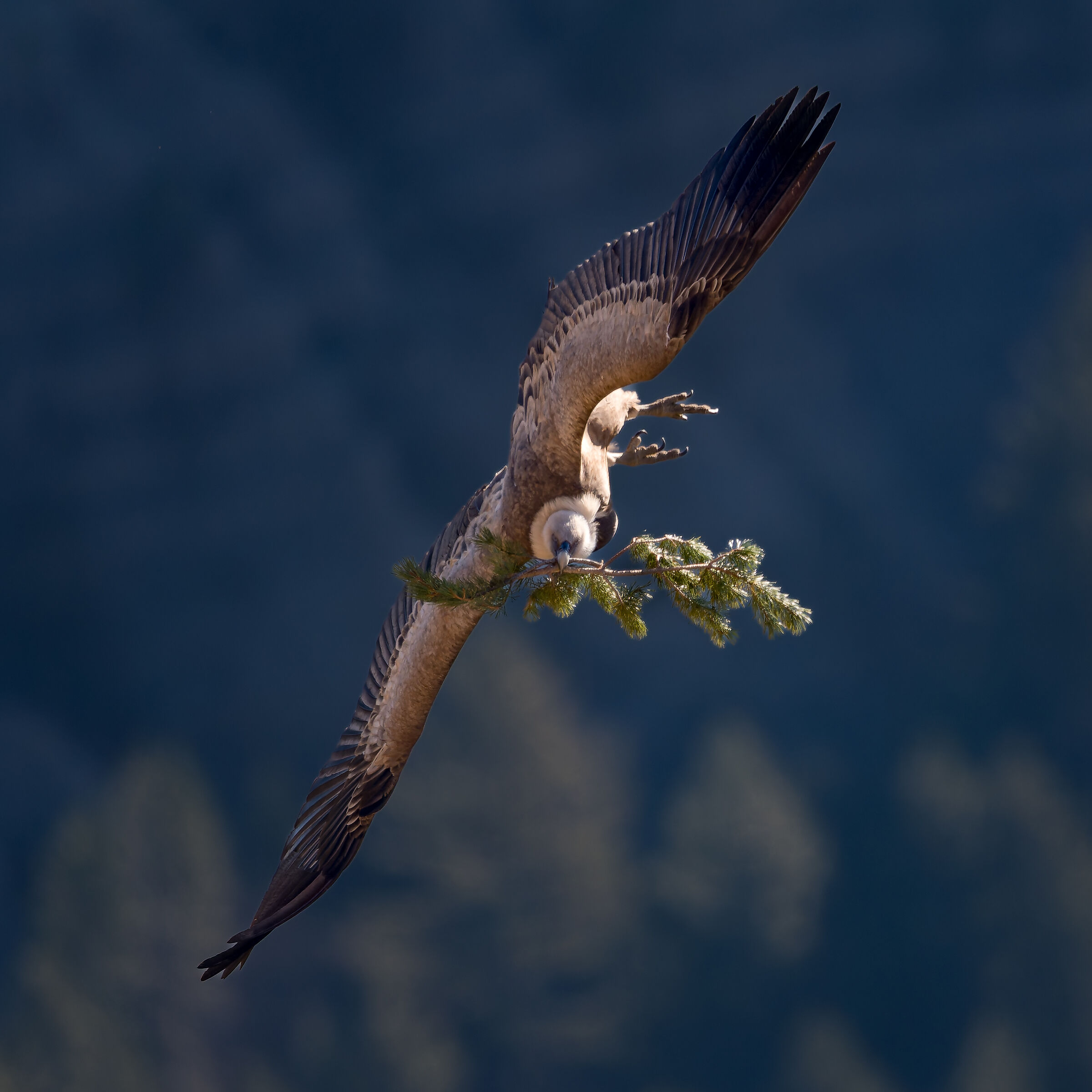 Griffin-Parc naturel régional des Baronnies Proven&cc...