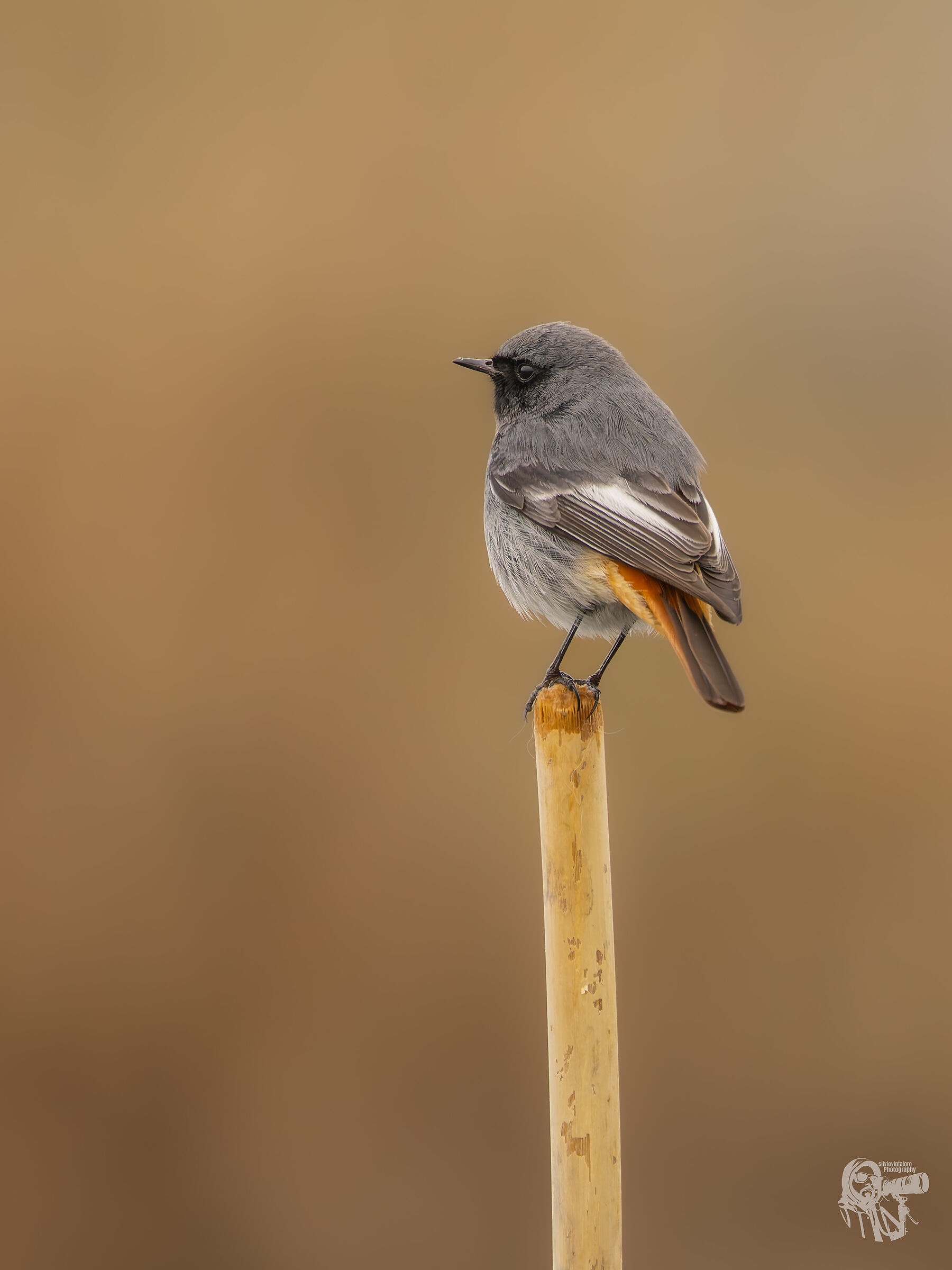 Chimney Sweep Redstart
