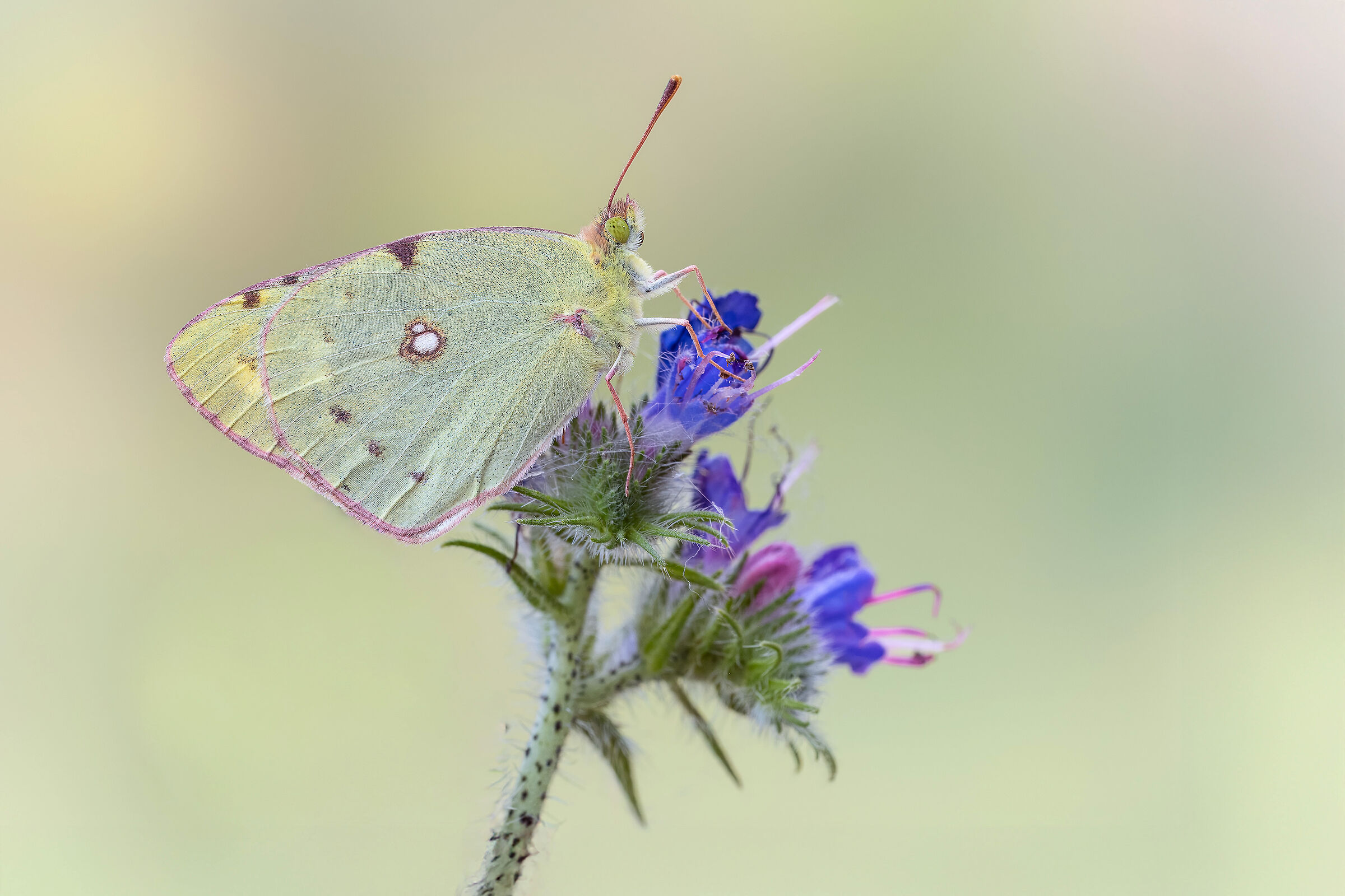 Colias crocea