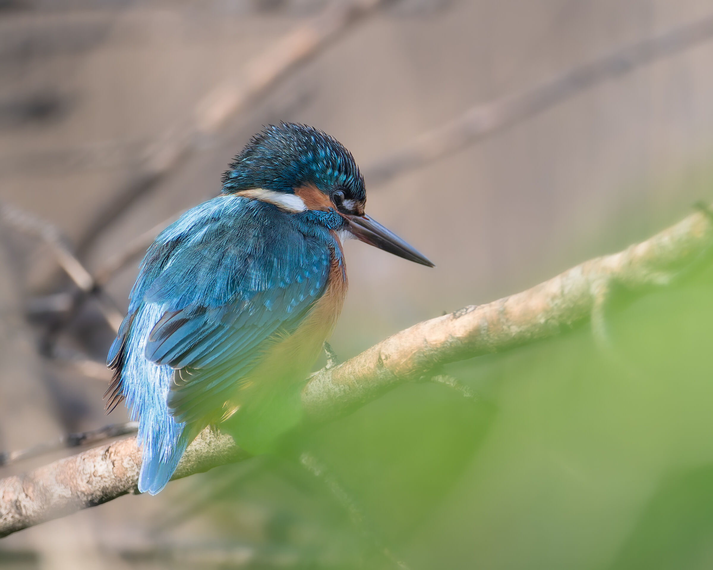 Kingfisher