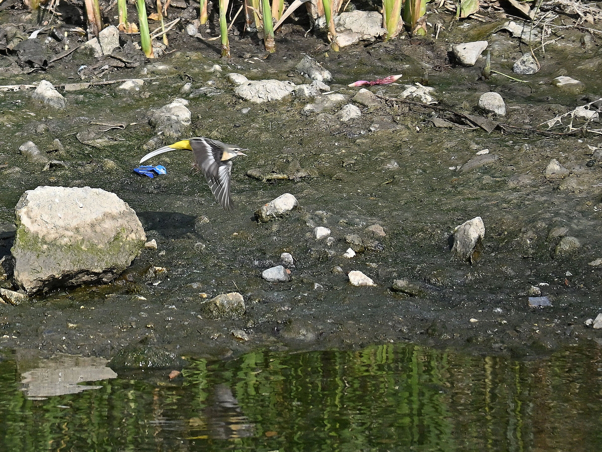 Yellow Ballet Wagtail