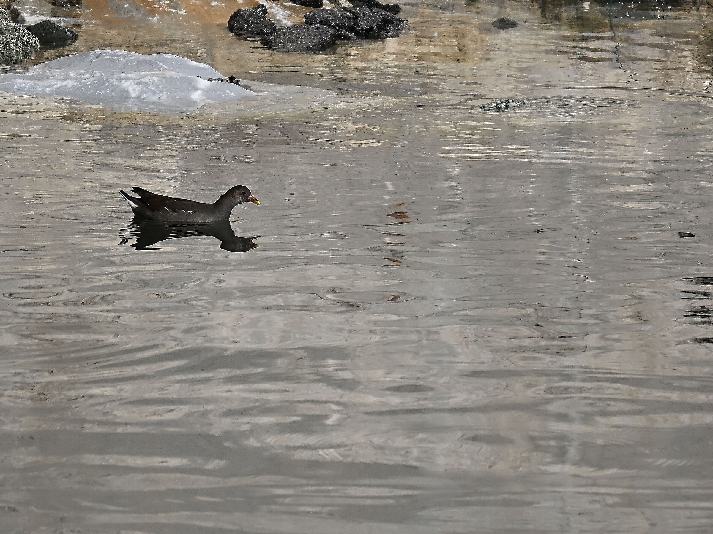 Moorhen