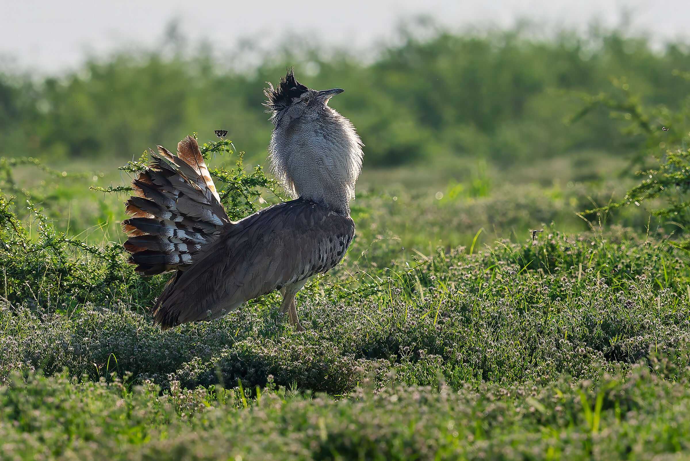 Kori bustard in display
