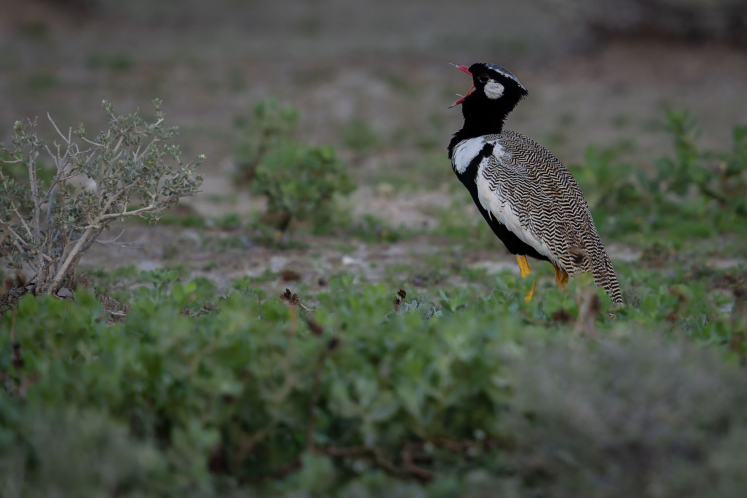 White-winged bustard