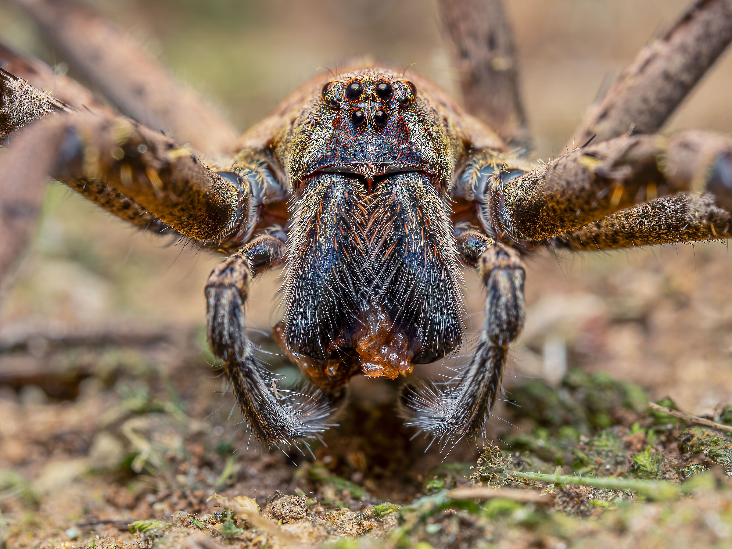 Africactenus unumus