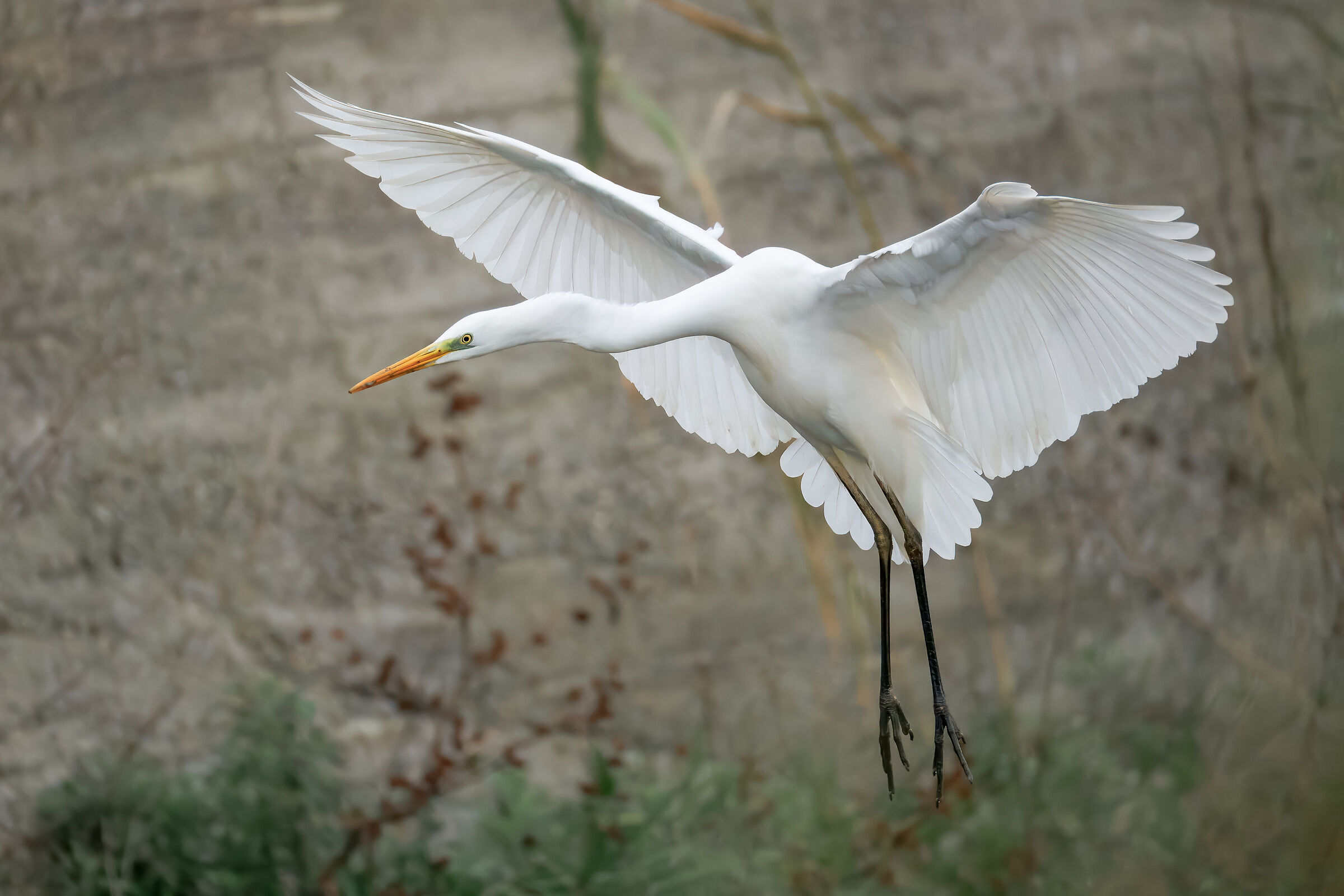 Airone Bianco Maggiore