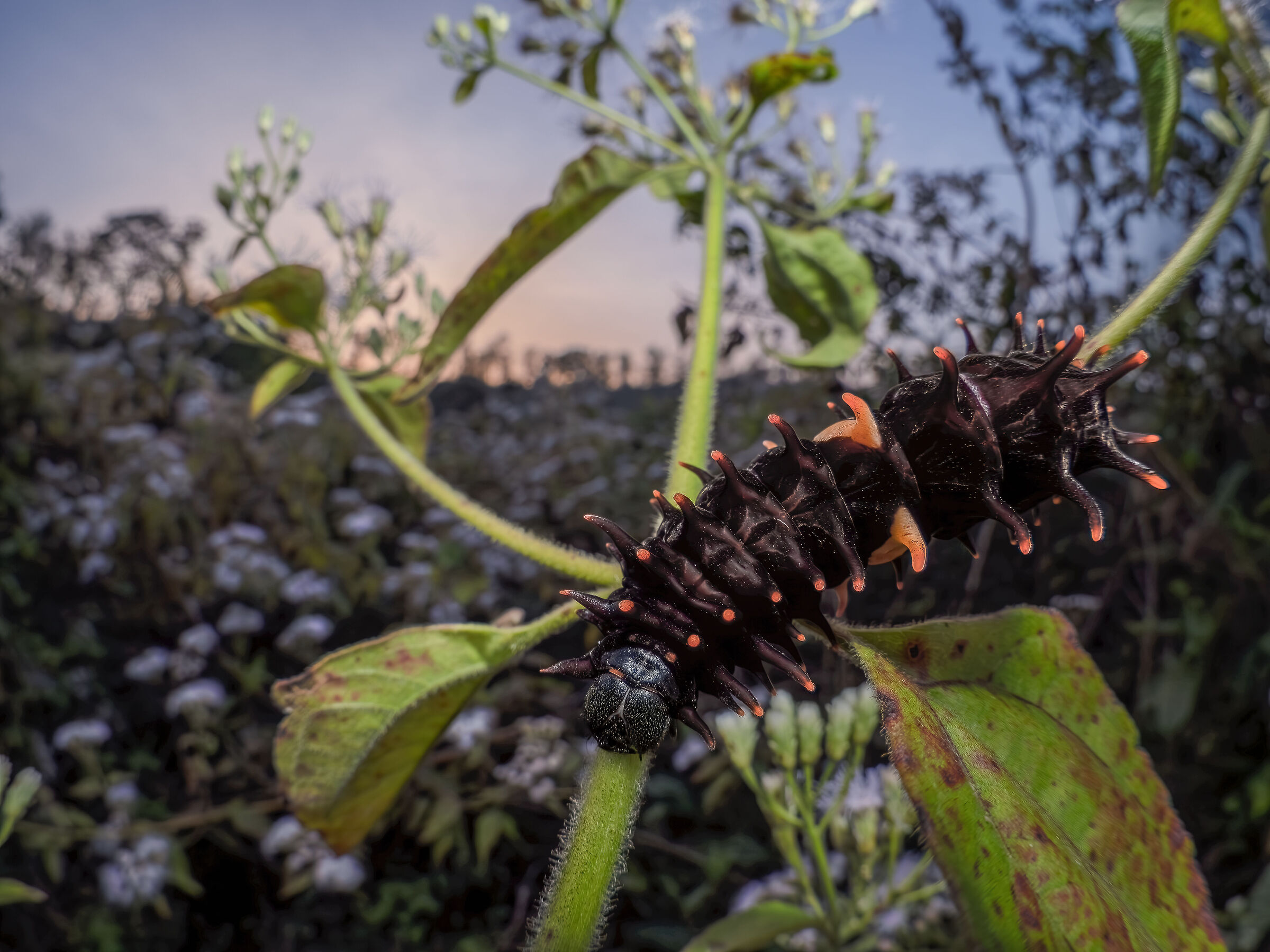 Troides minos