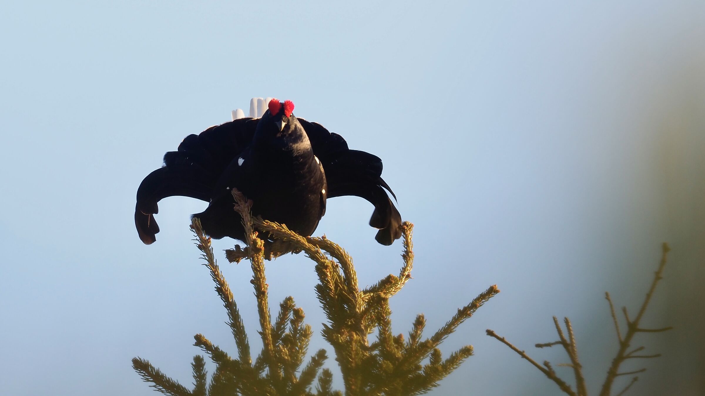 GALLO FORCELLO