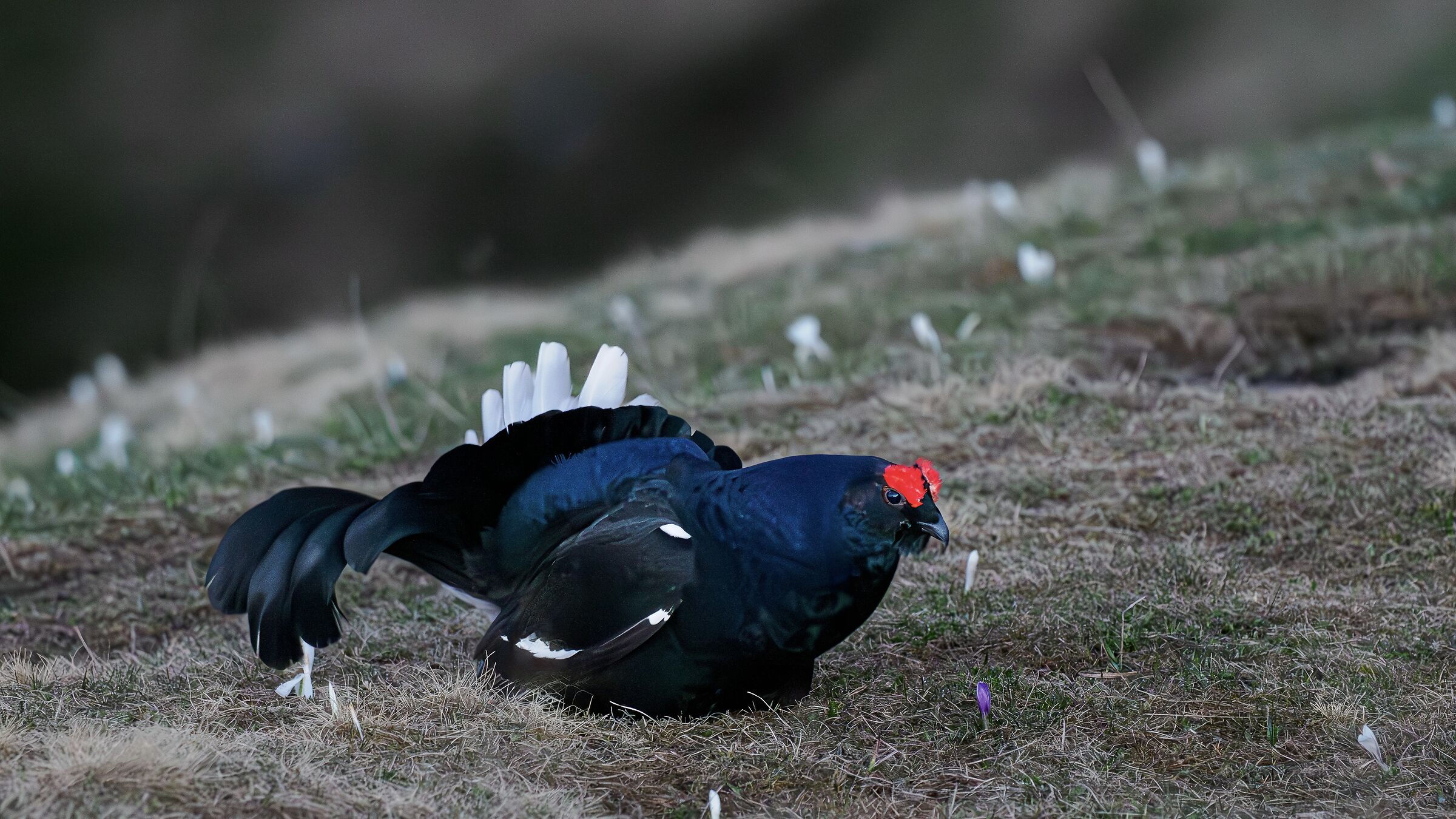 GALLO FORCELLO