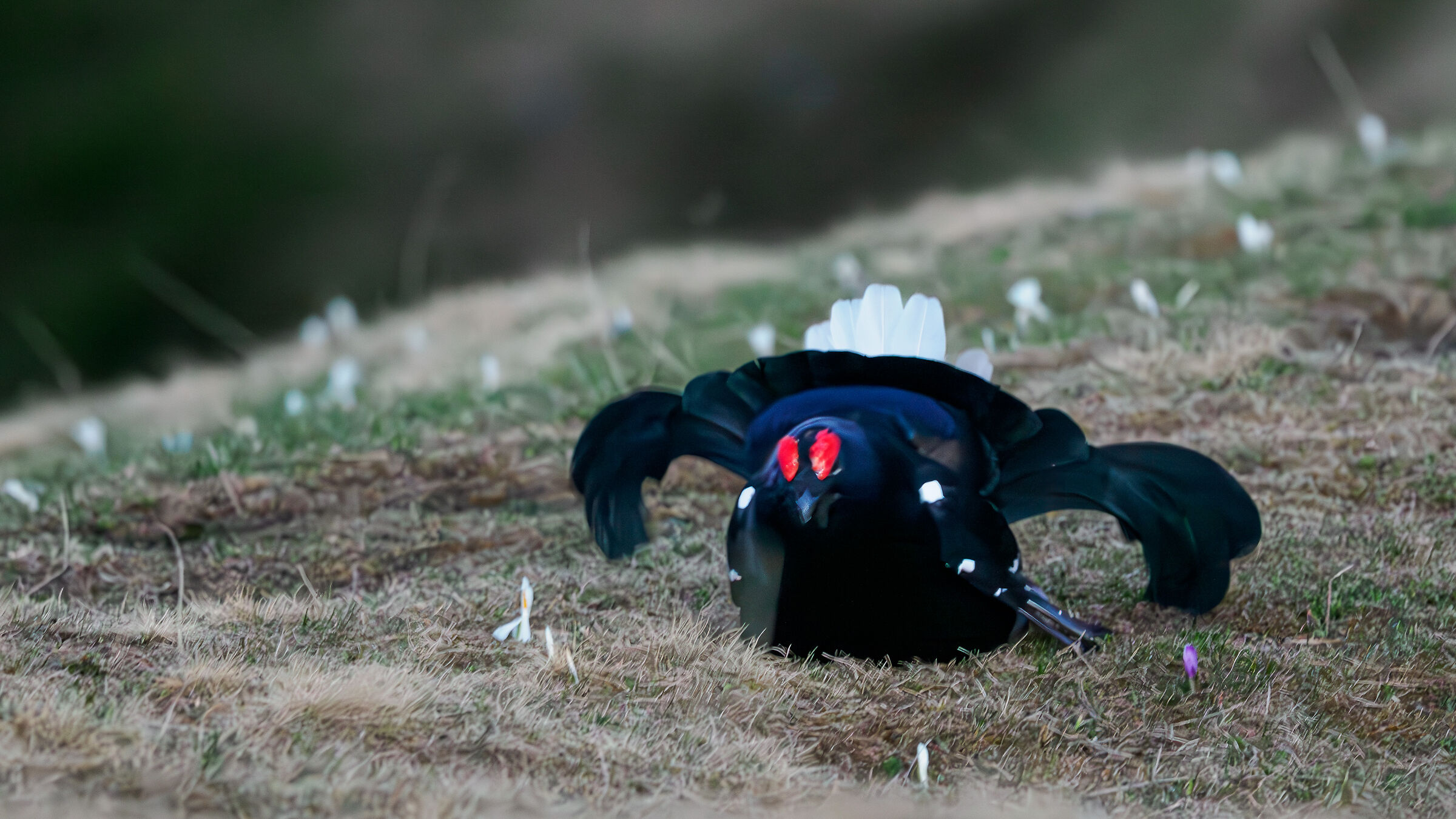 GALLO FORCELLO