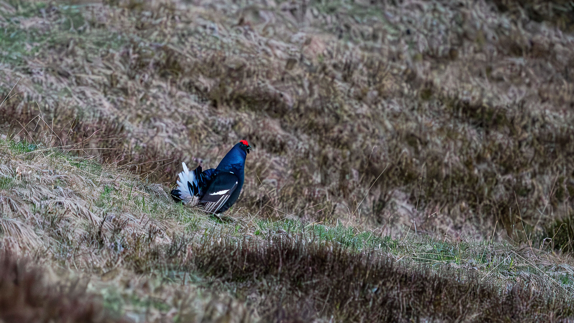 GALLO FORCELLO