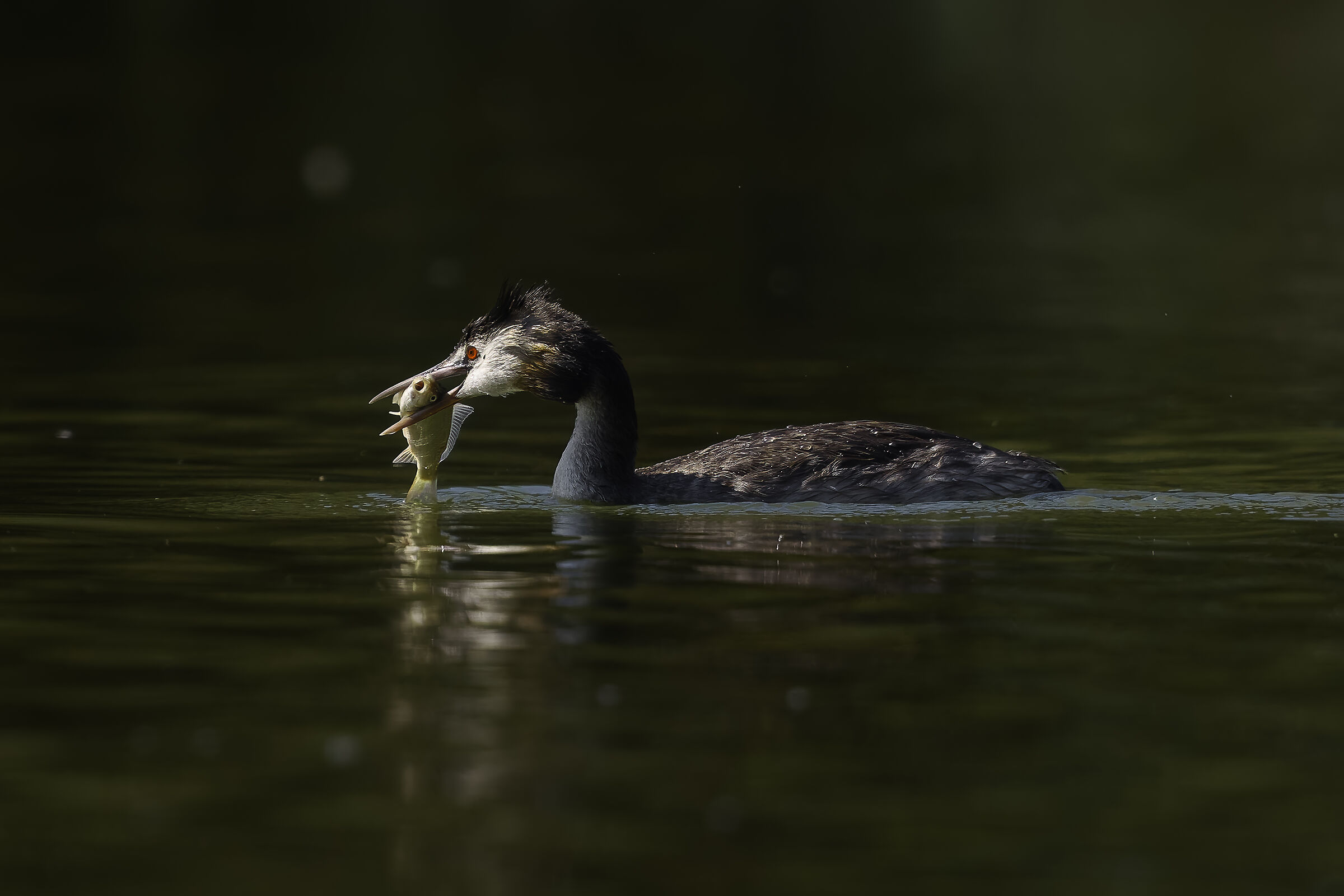 Adult grebe