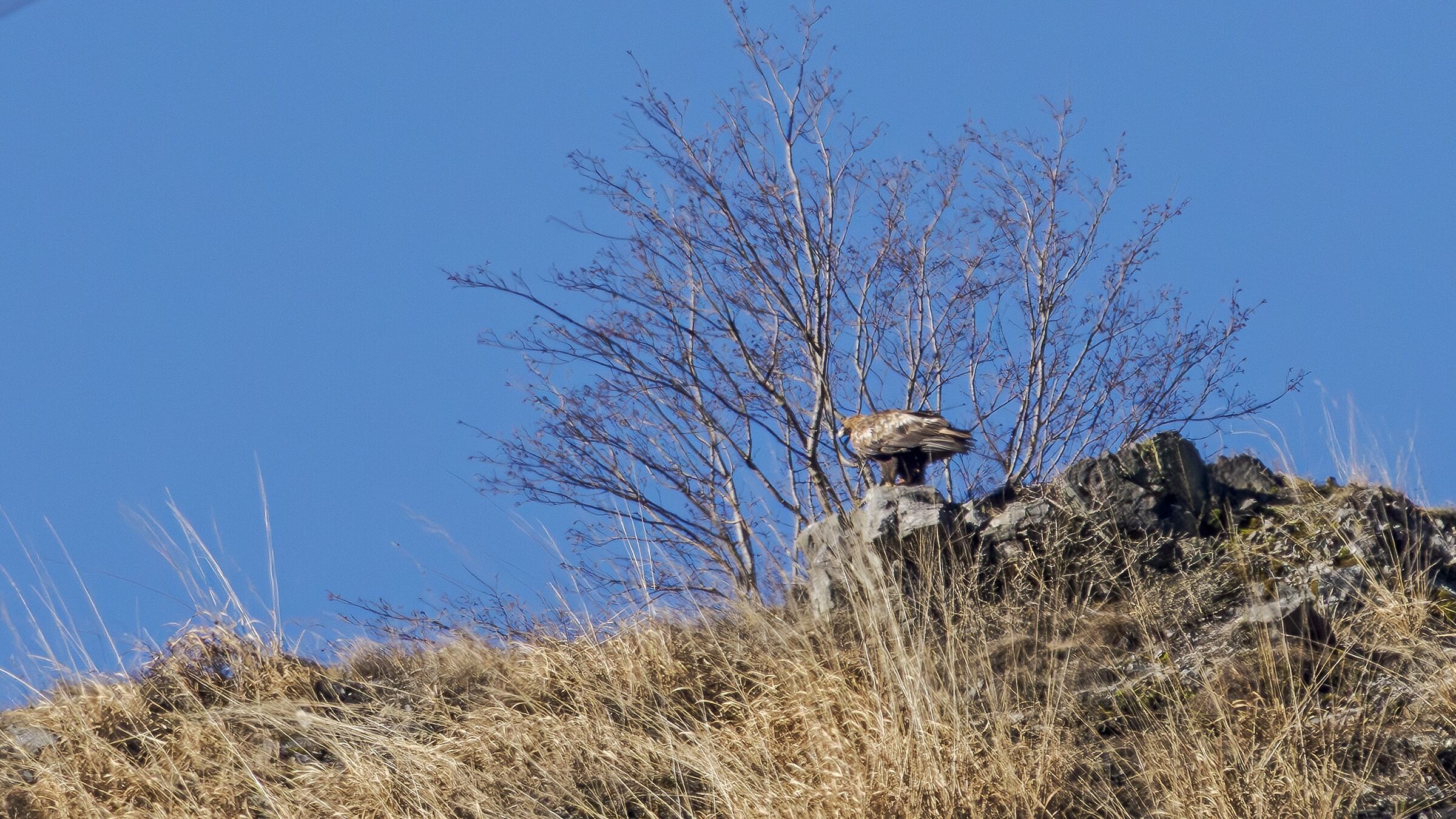 GOLDEN EAGLE