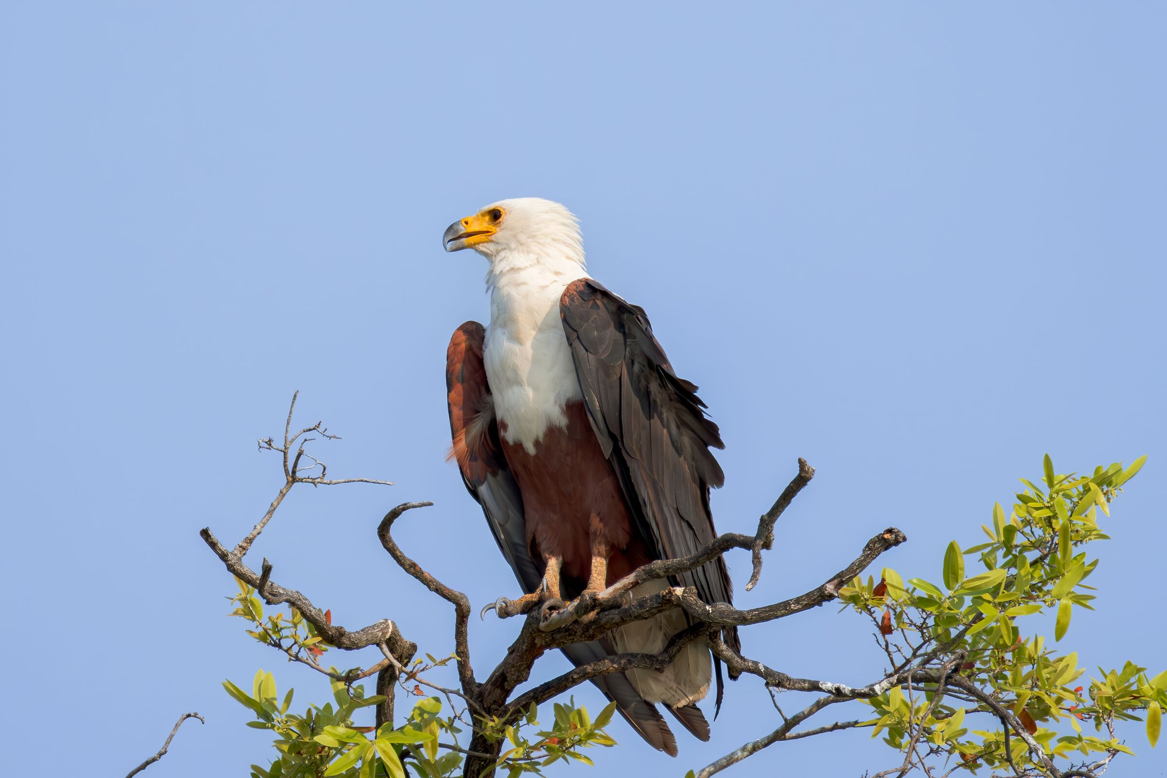 Aquila Urlatrice Africana