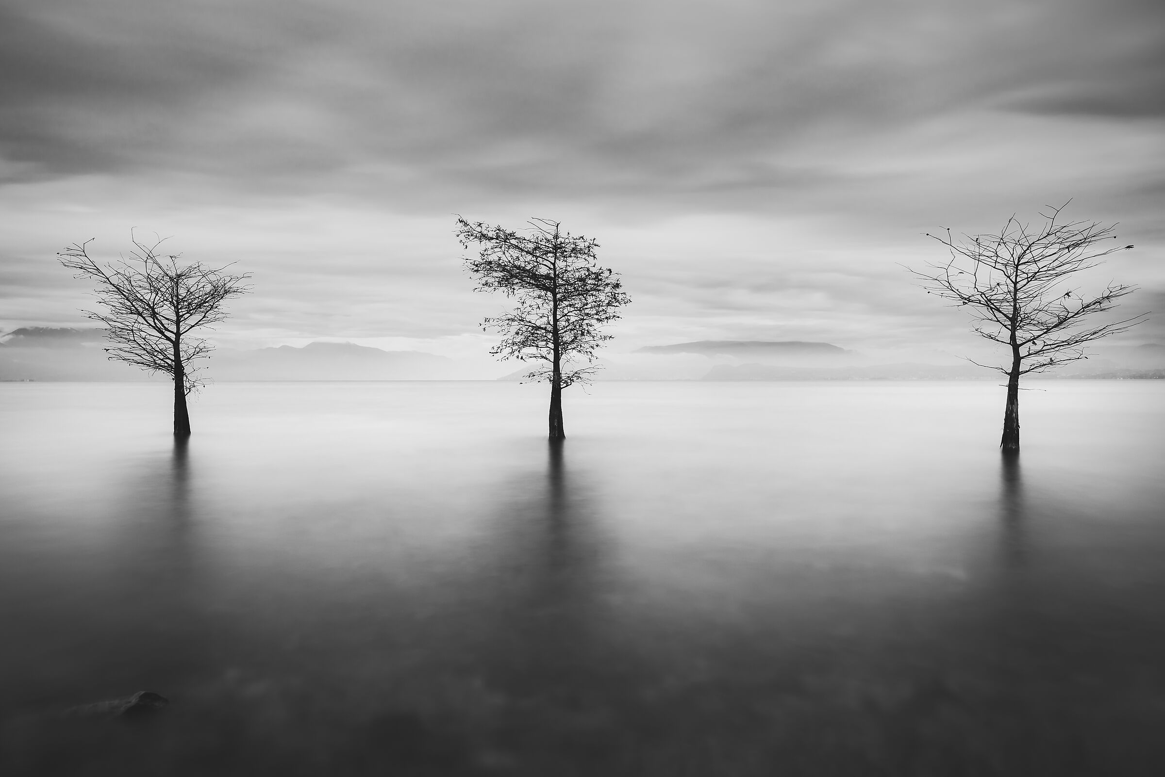 Three Trees