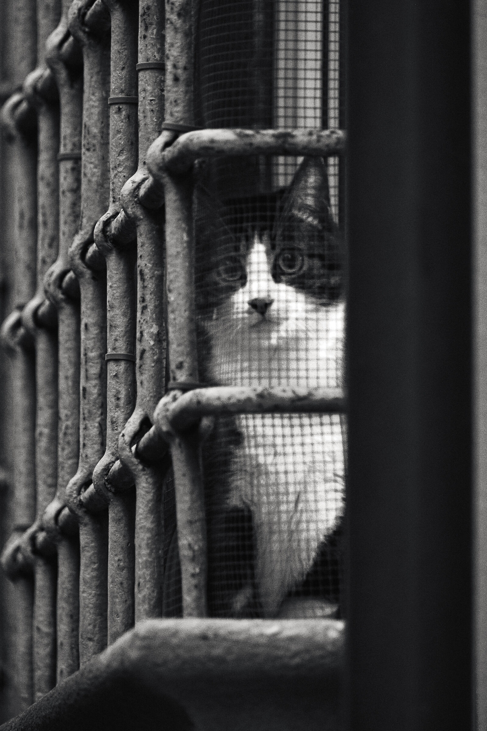 City cat