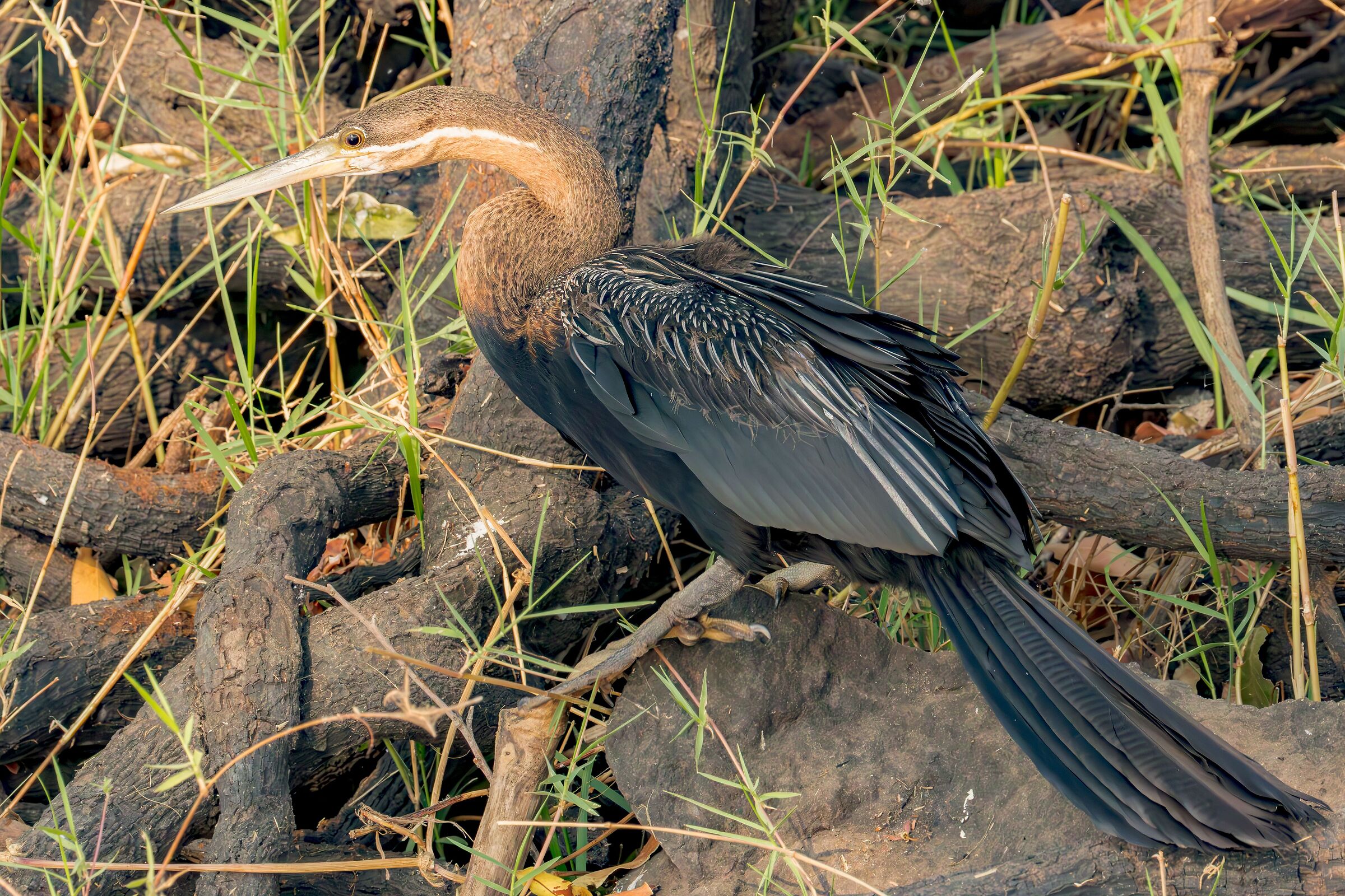 Aninga Africana