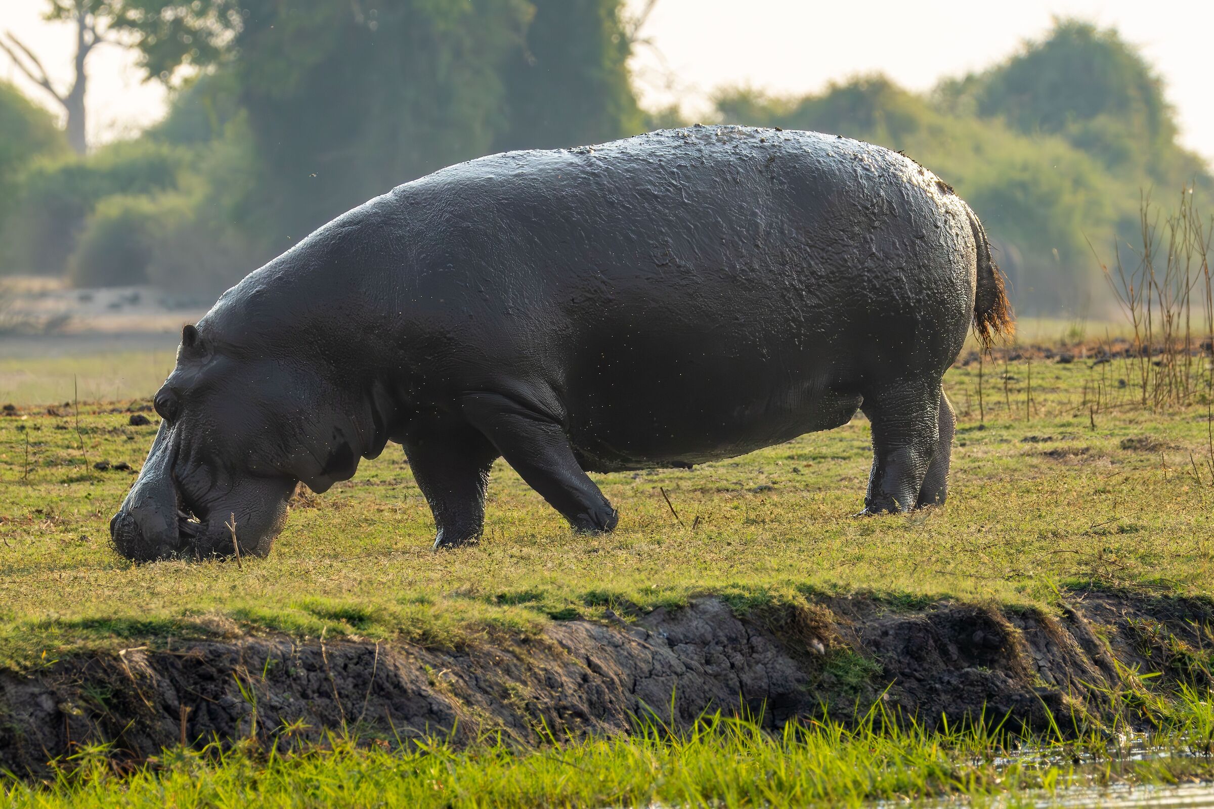 Ippopotamo