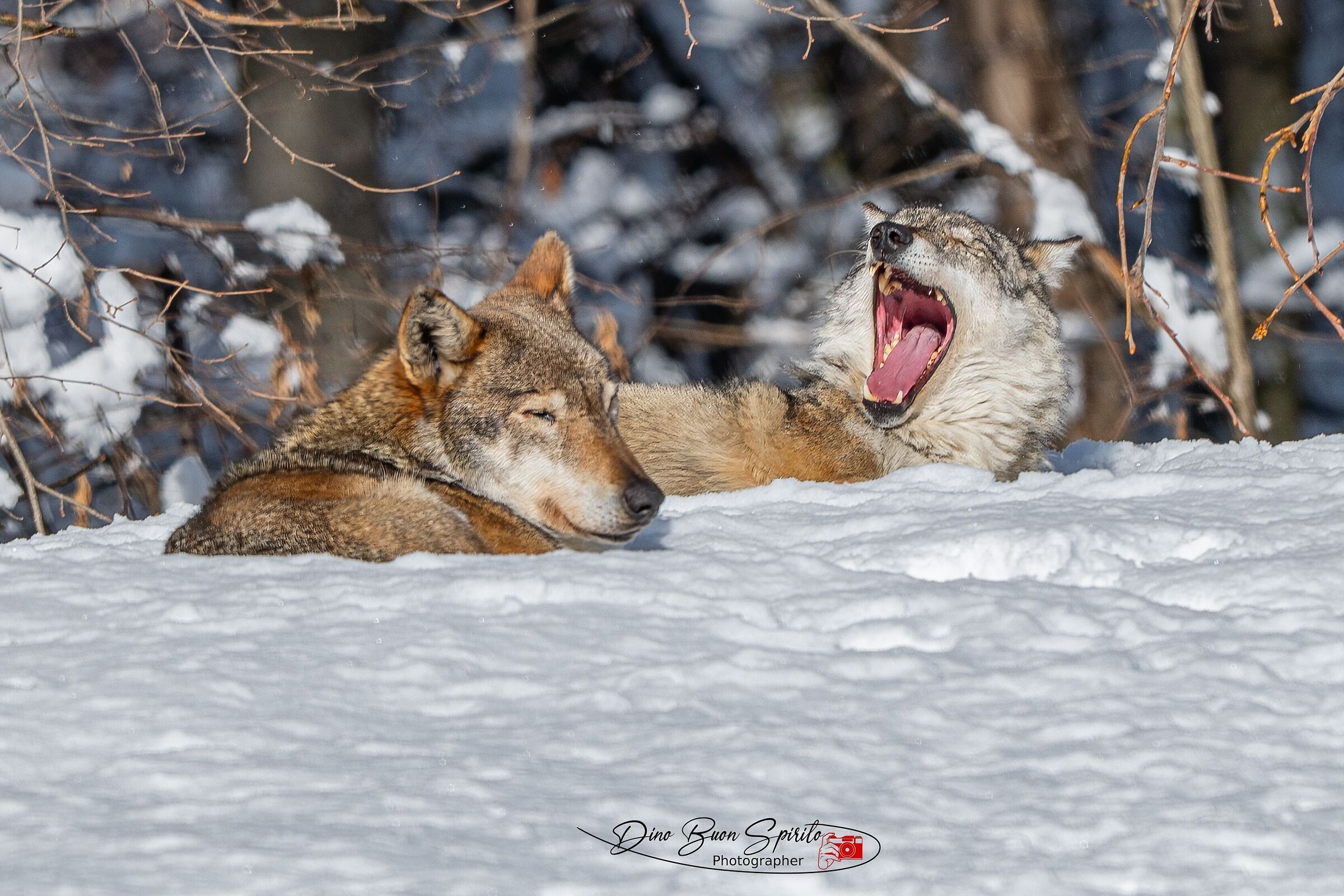 Wolves