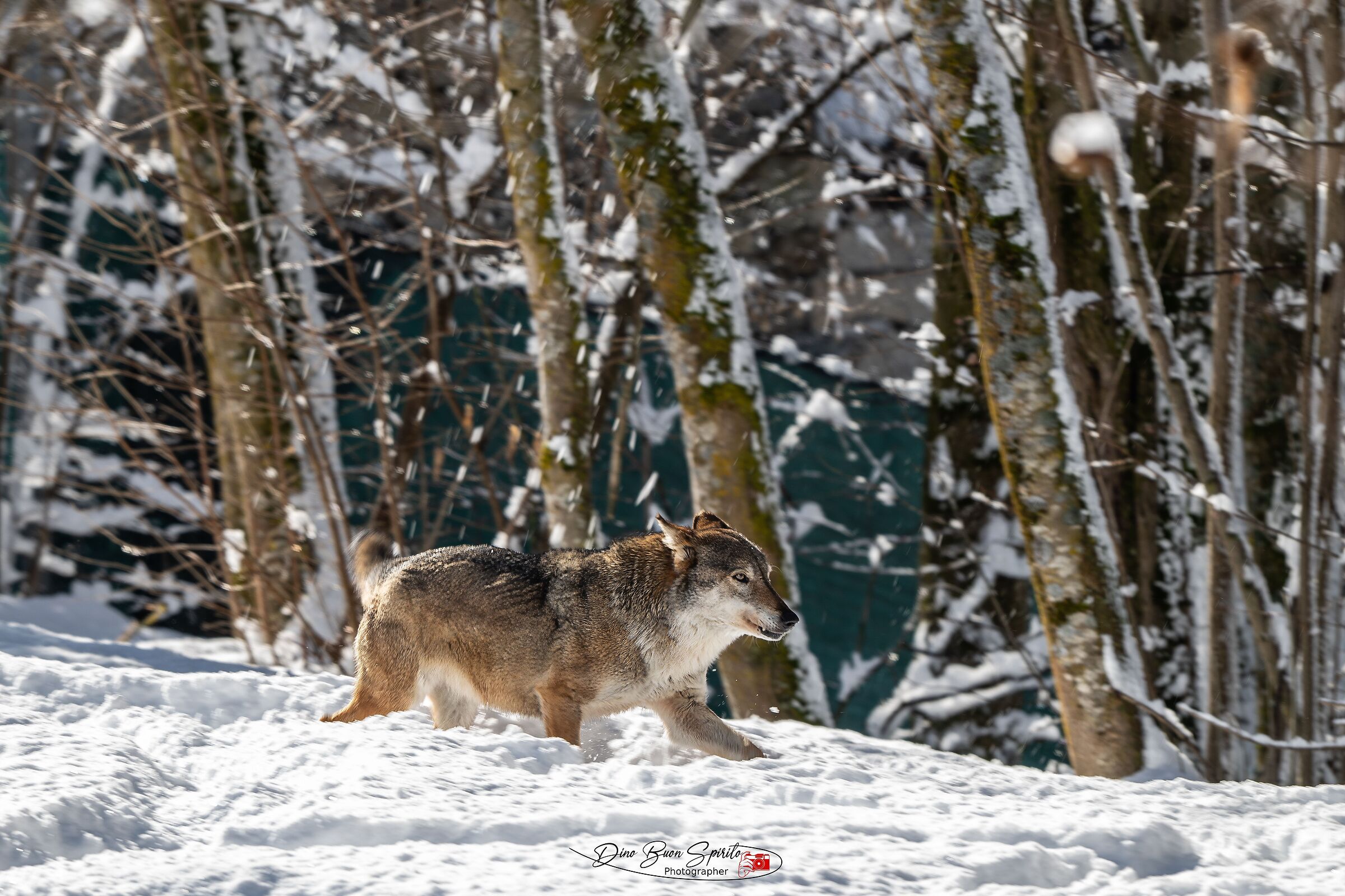 Wolves