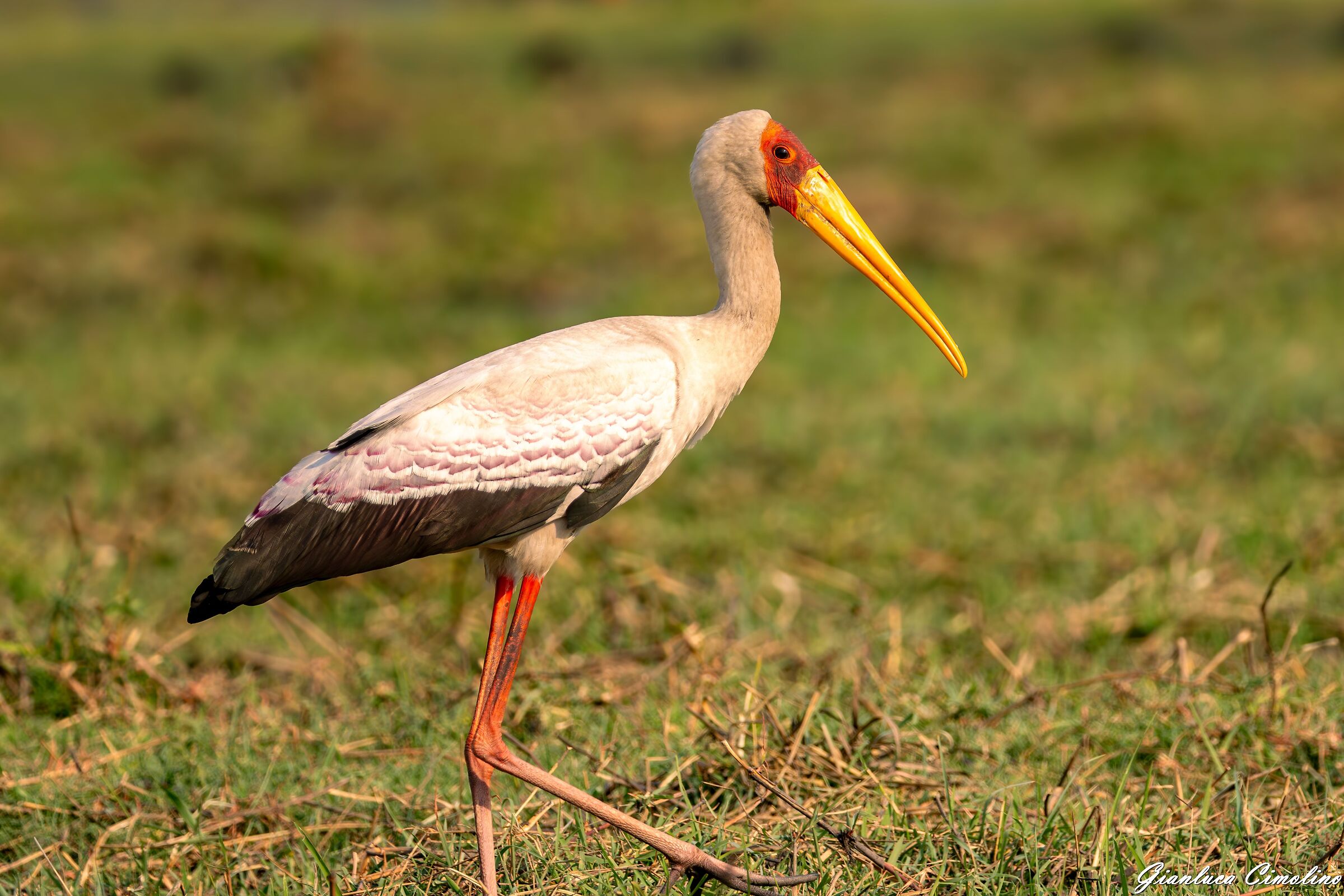 Tantalo Africano